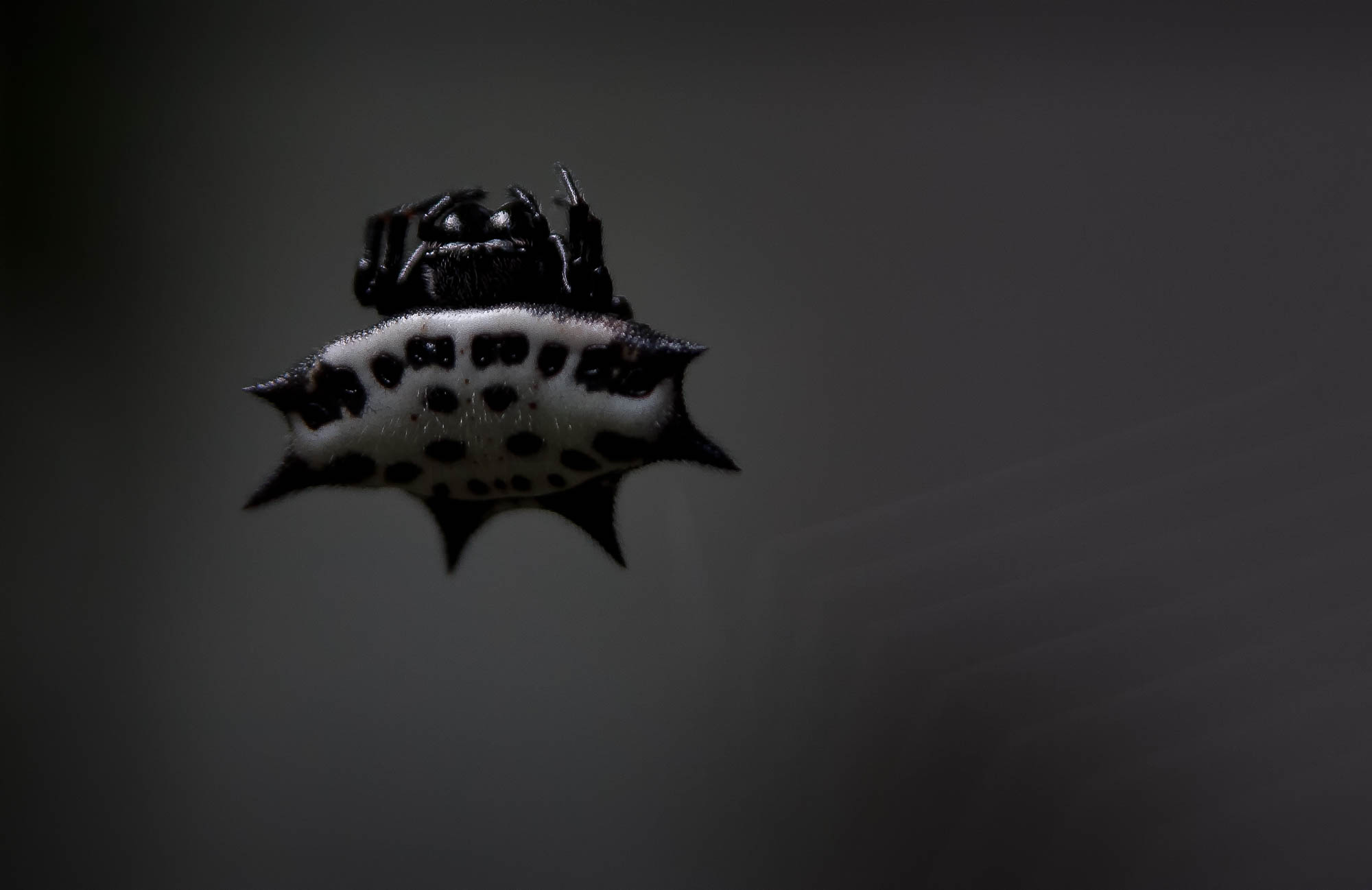 Spider waits for prey