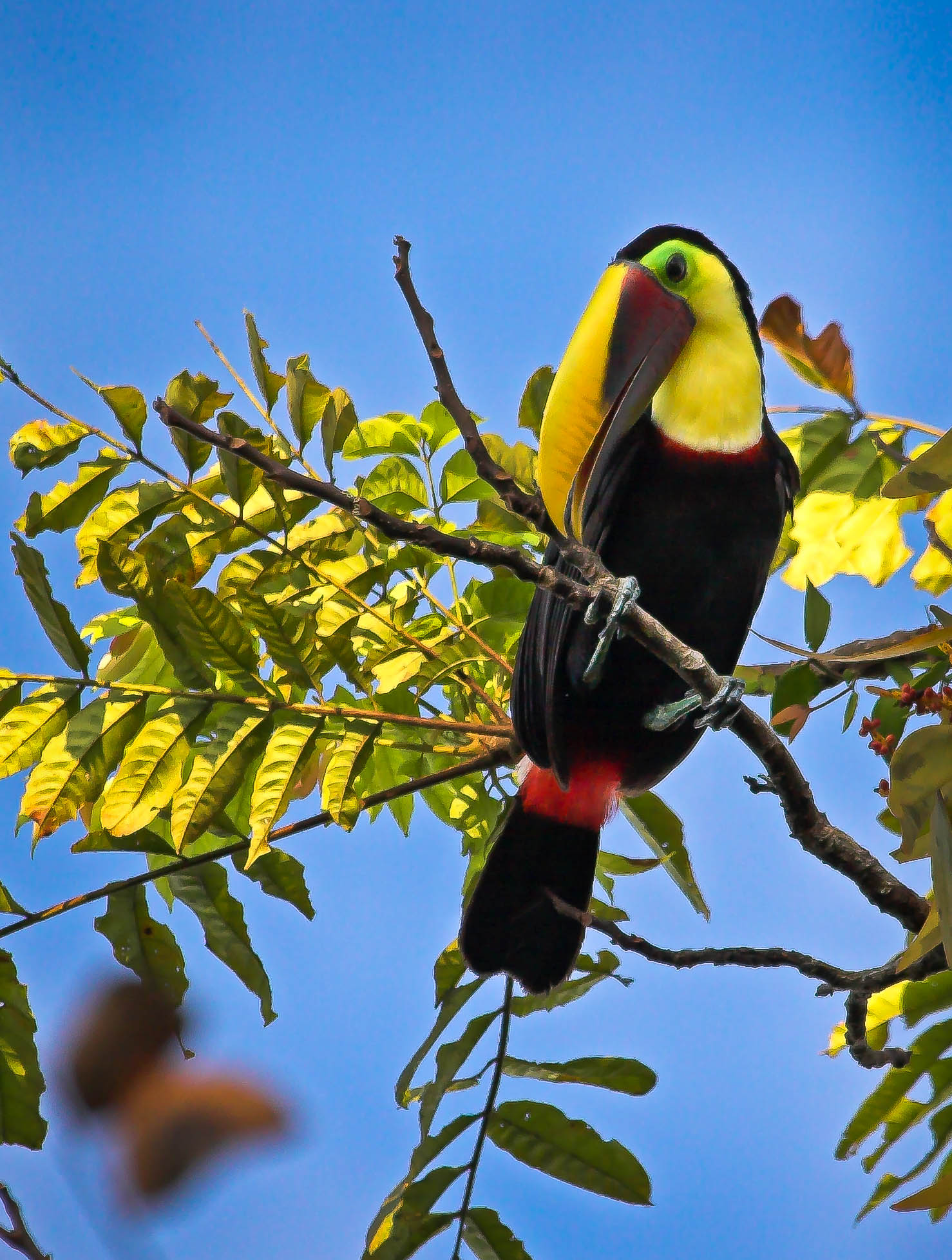 Chestnut-mandibled Tucan