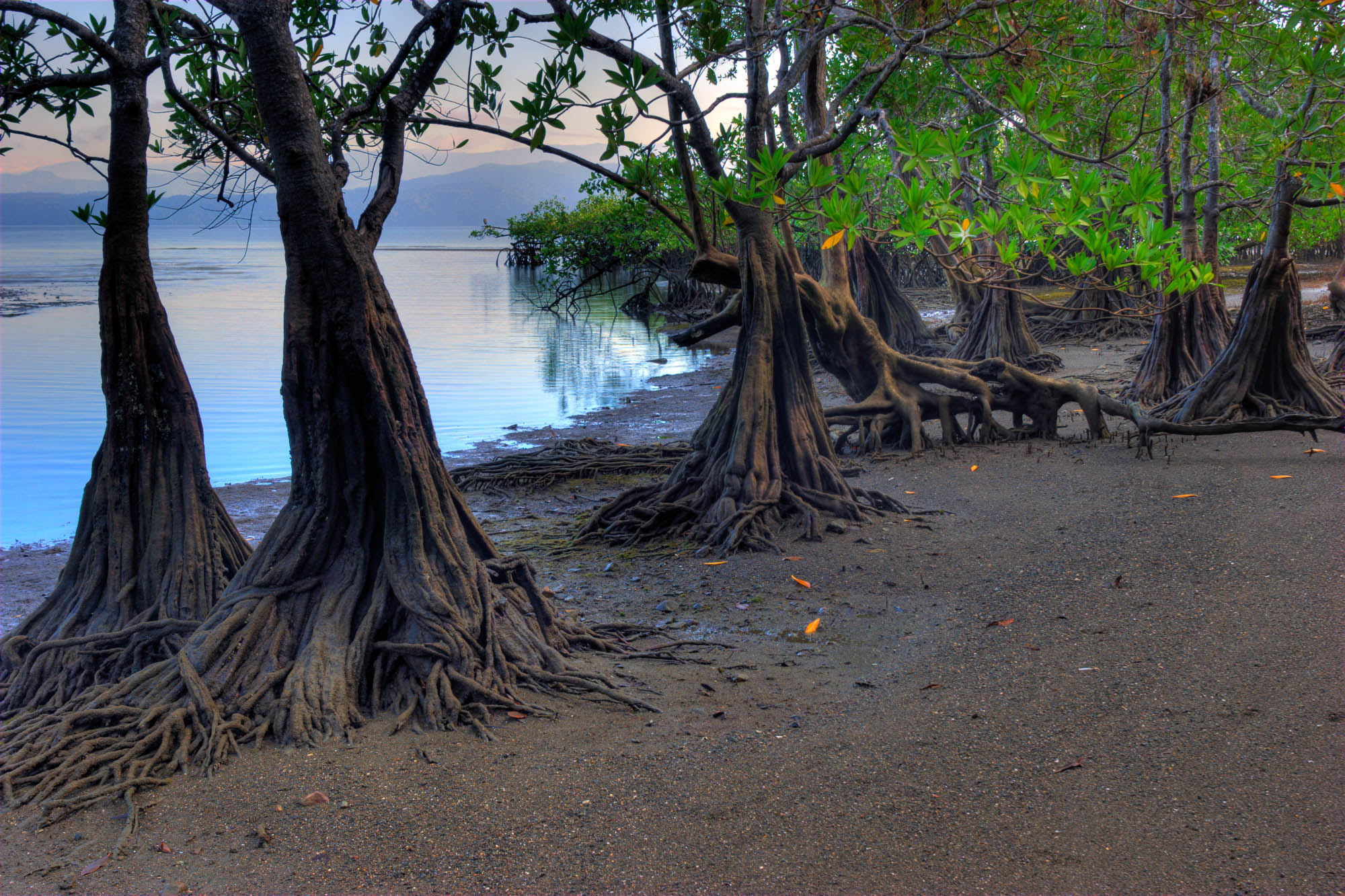 At the mangroves