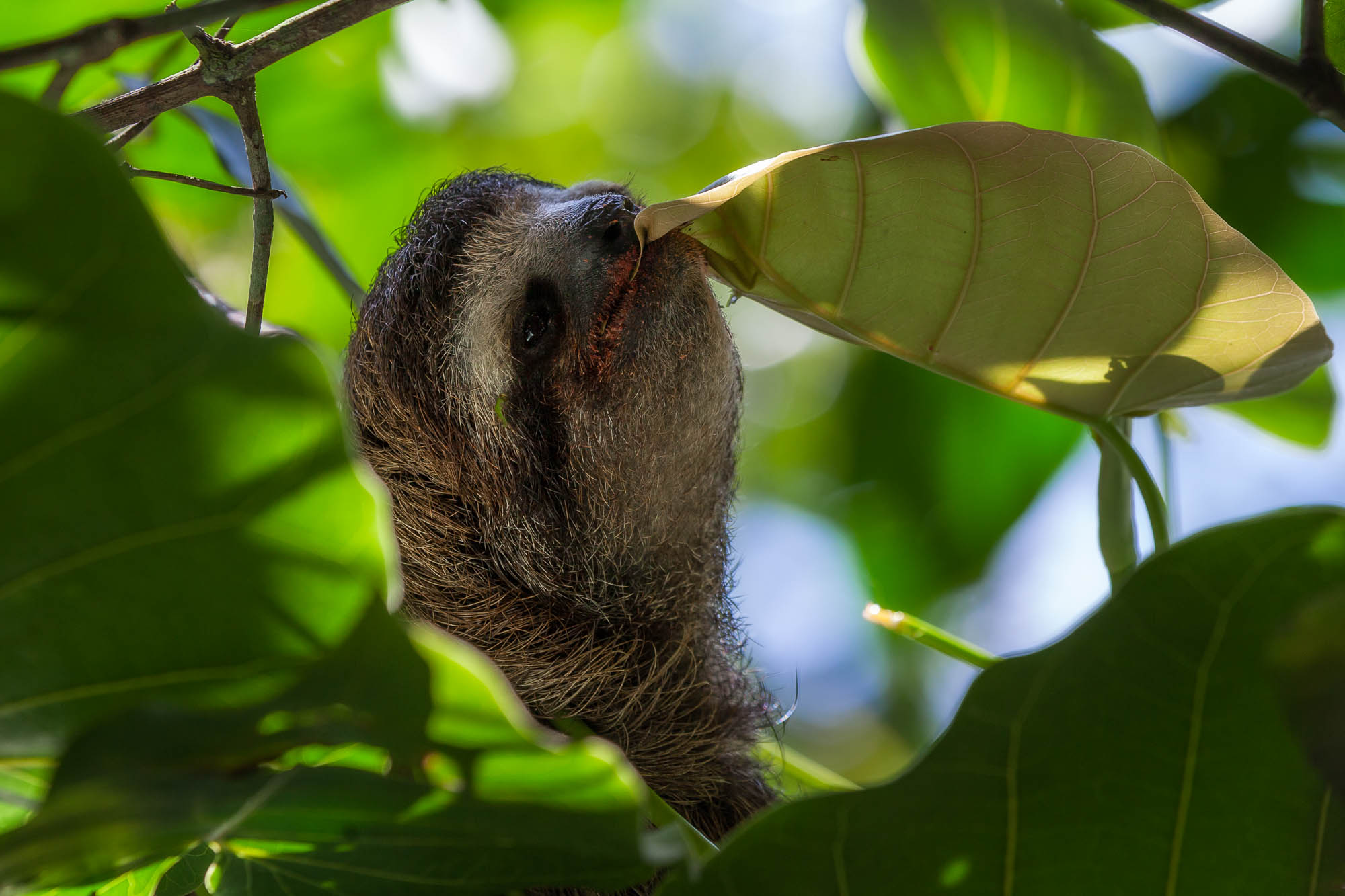 Three-toed sloth in Cahuita National Park, Costa Rica