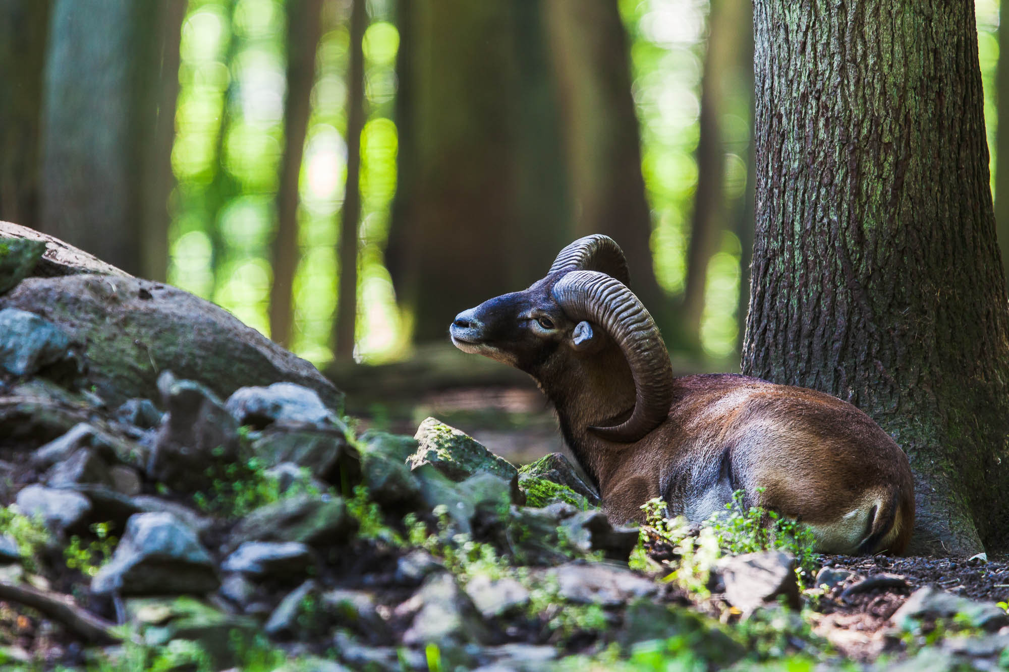 Europäischer Mufflon