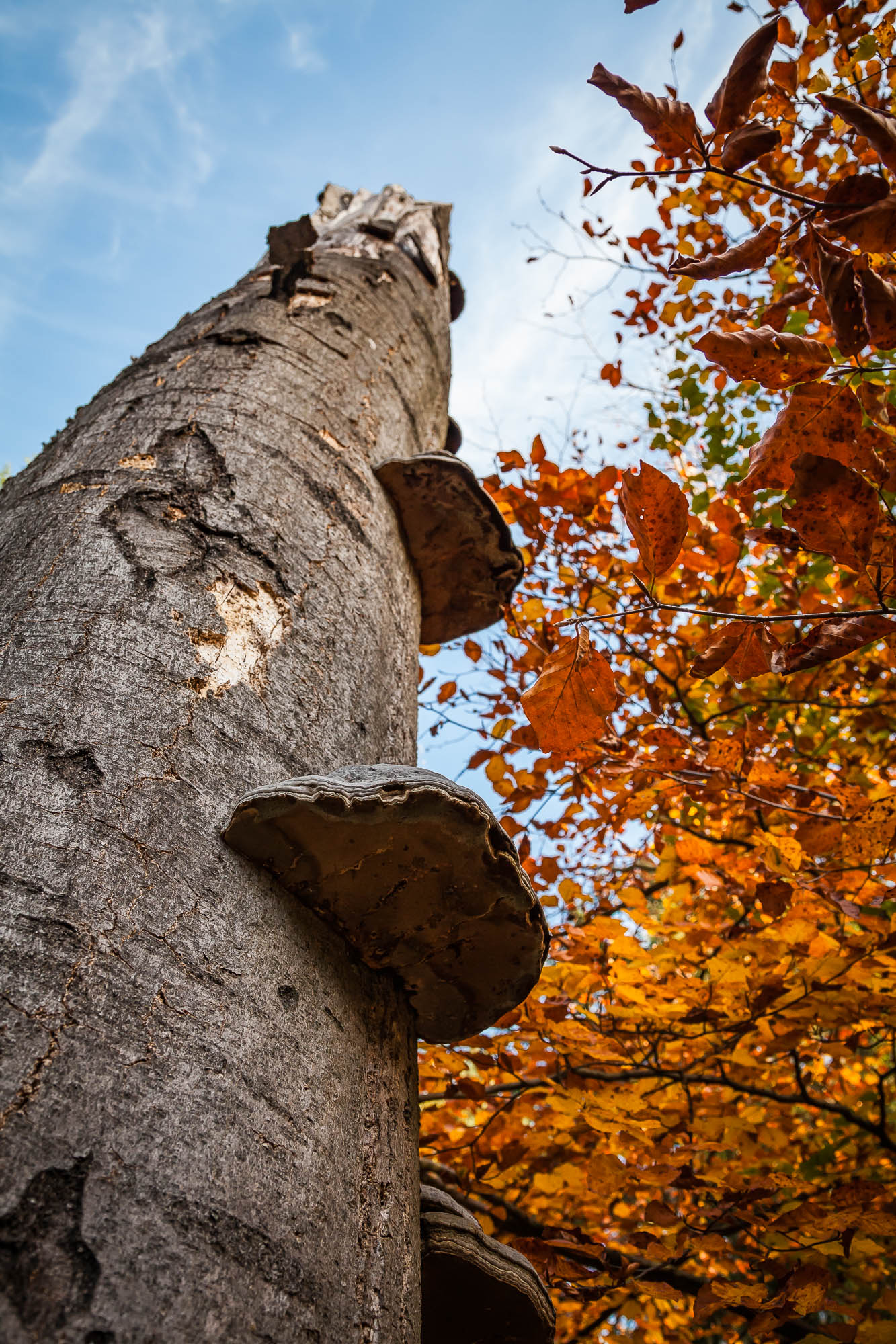 Pilze an abgestorbenem Baum