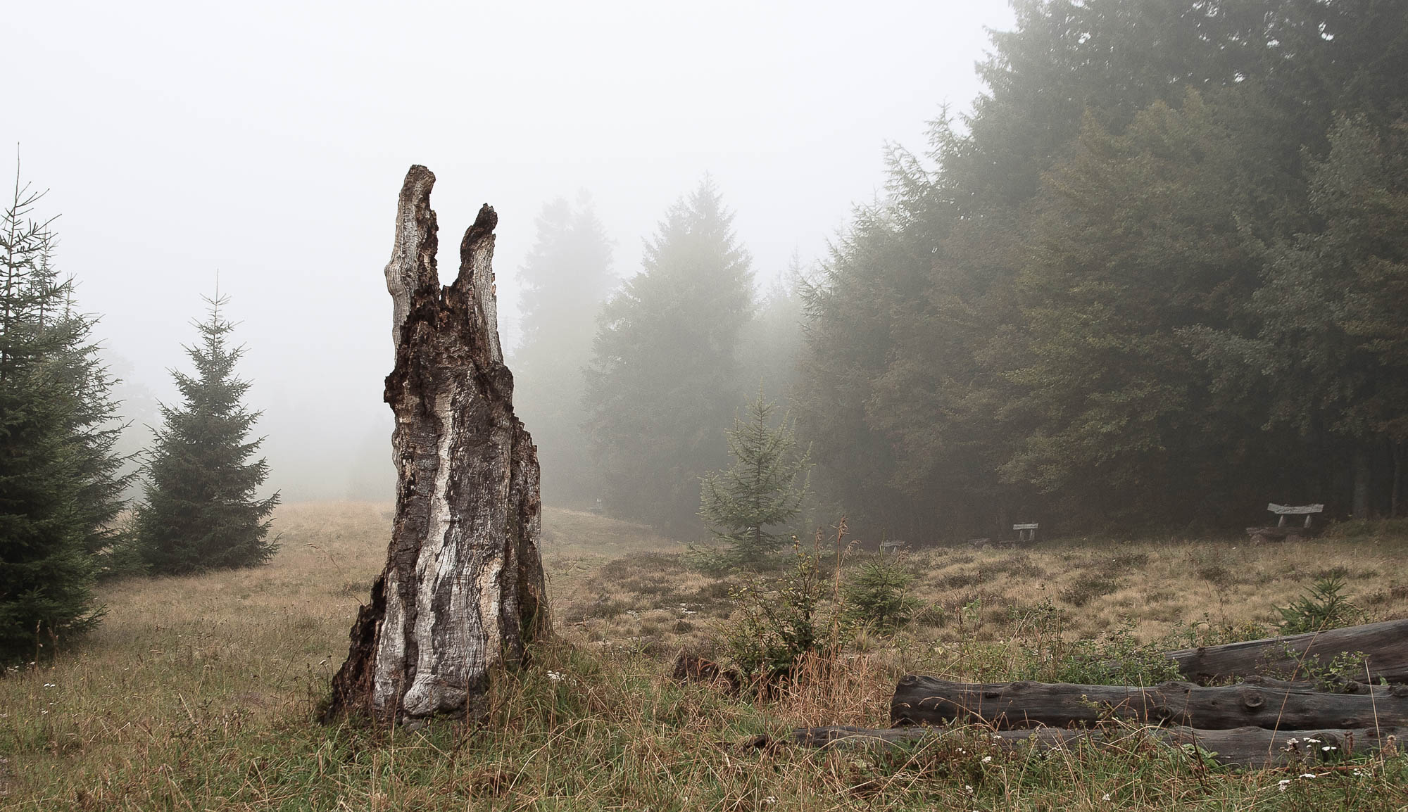 Deutschland - Schwarzwald / Germany - Black Forrest
