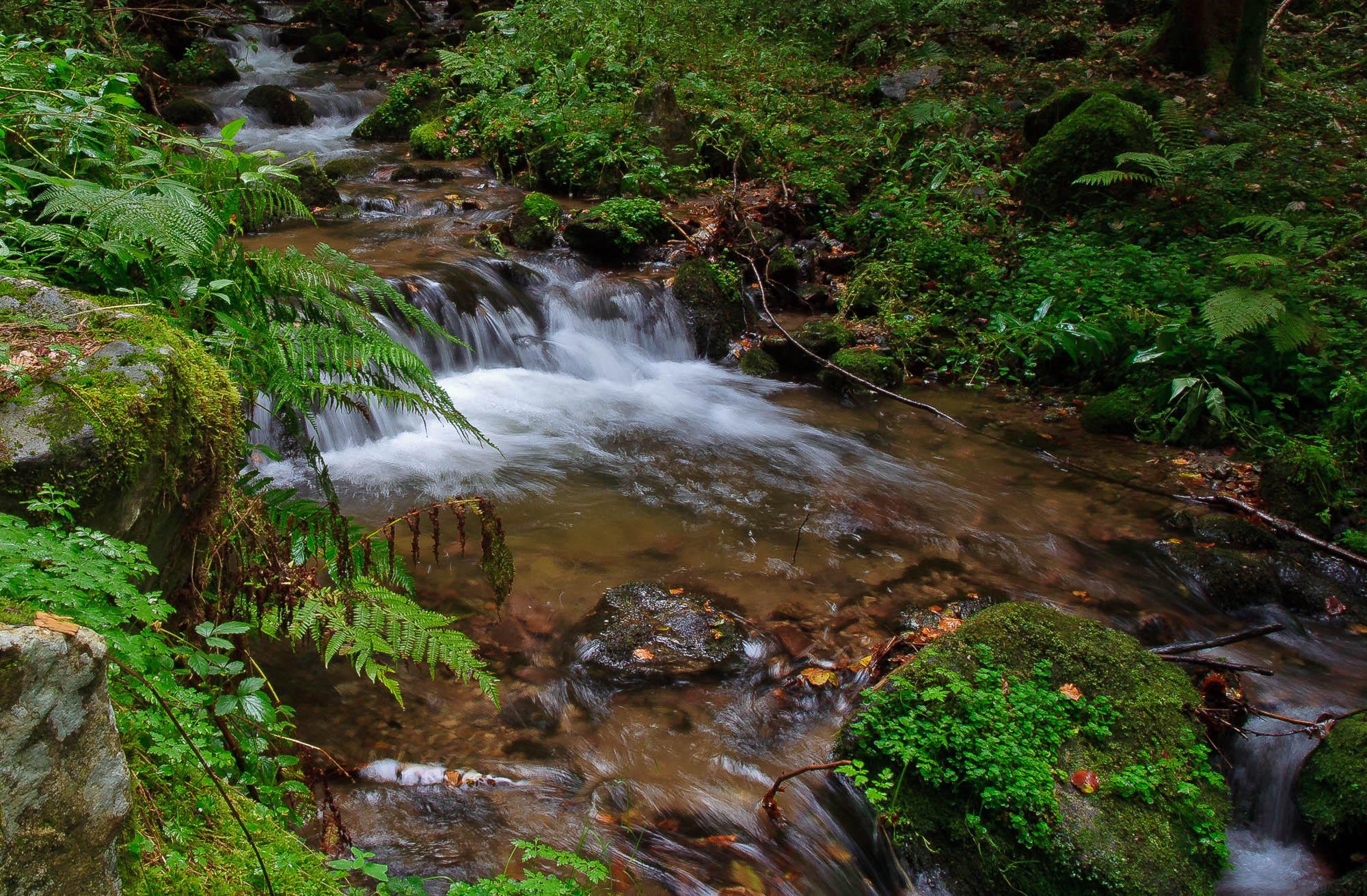 Deutschland - Schwarzwald / Germany - Black Forrest