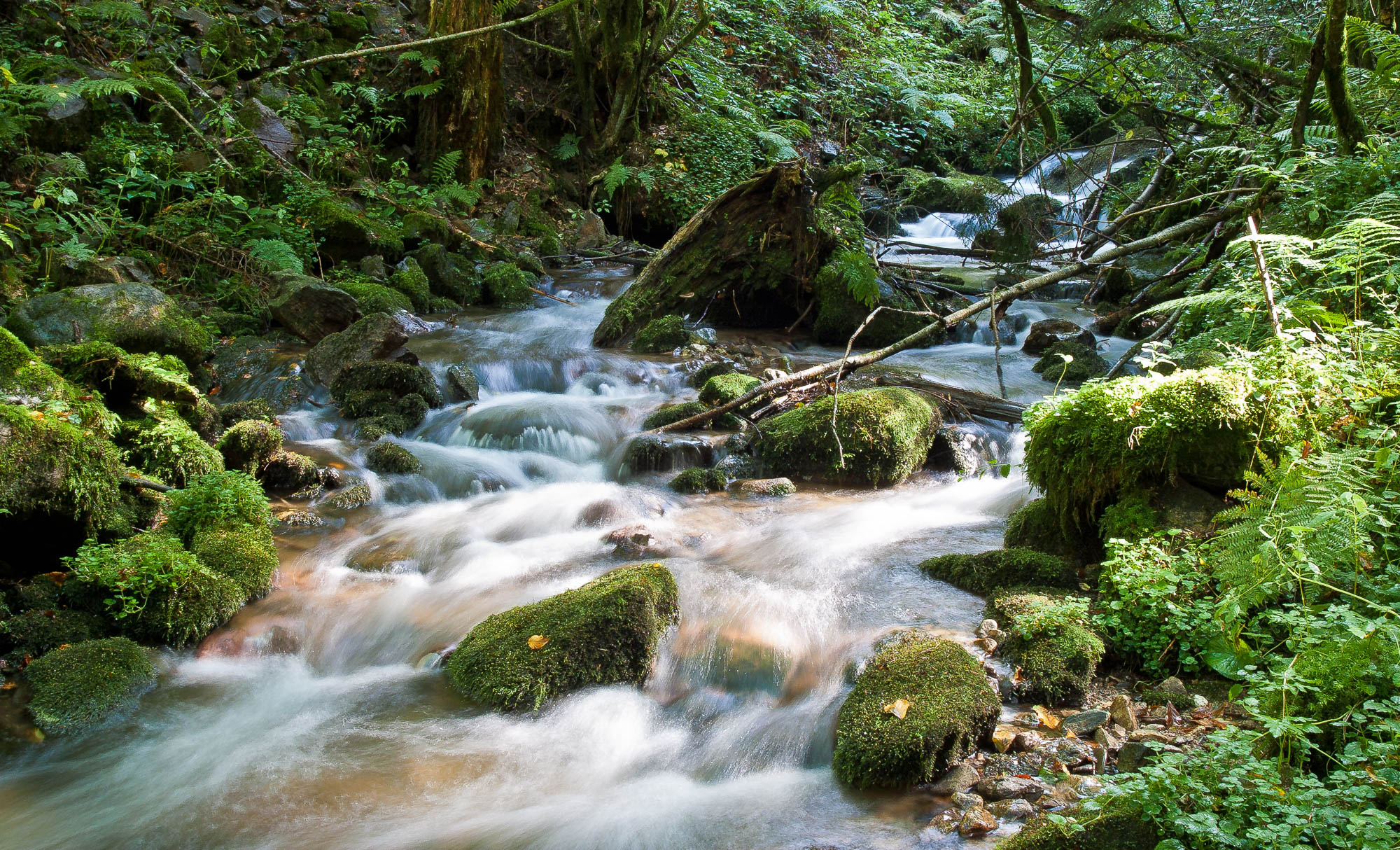 Deutschland - Schwarzwald / Germany - Black Forrest