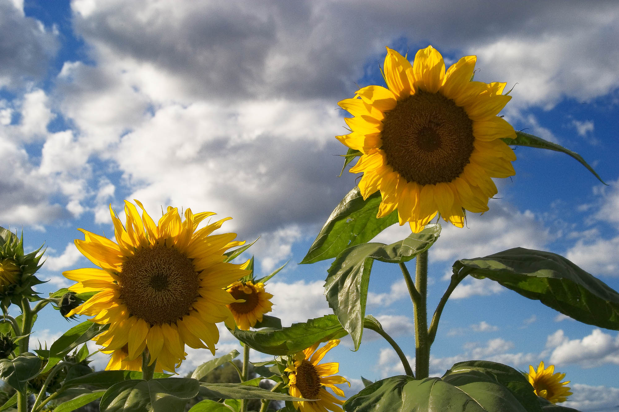 Deutschland - Schwarzwald / Germany - Black Forrest