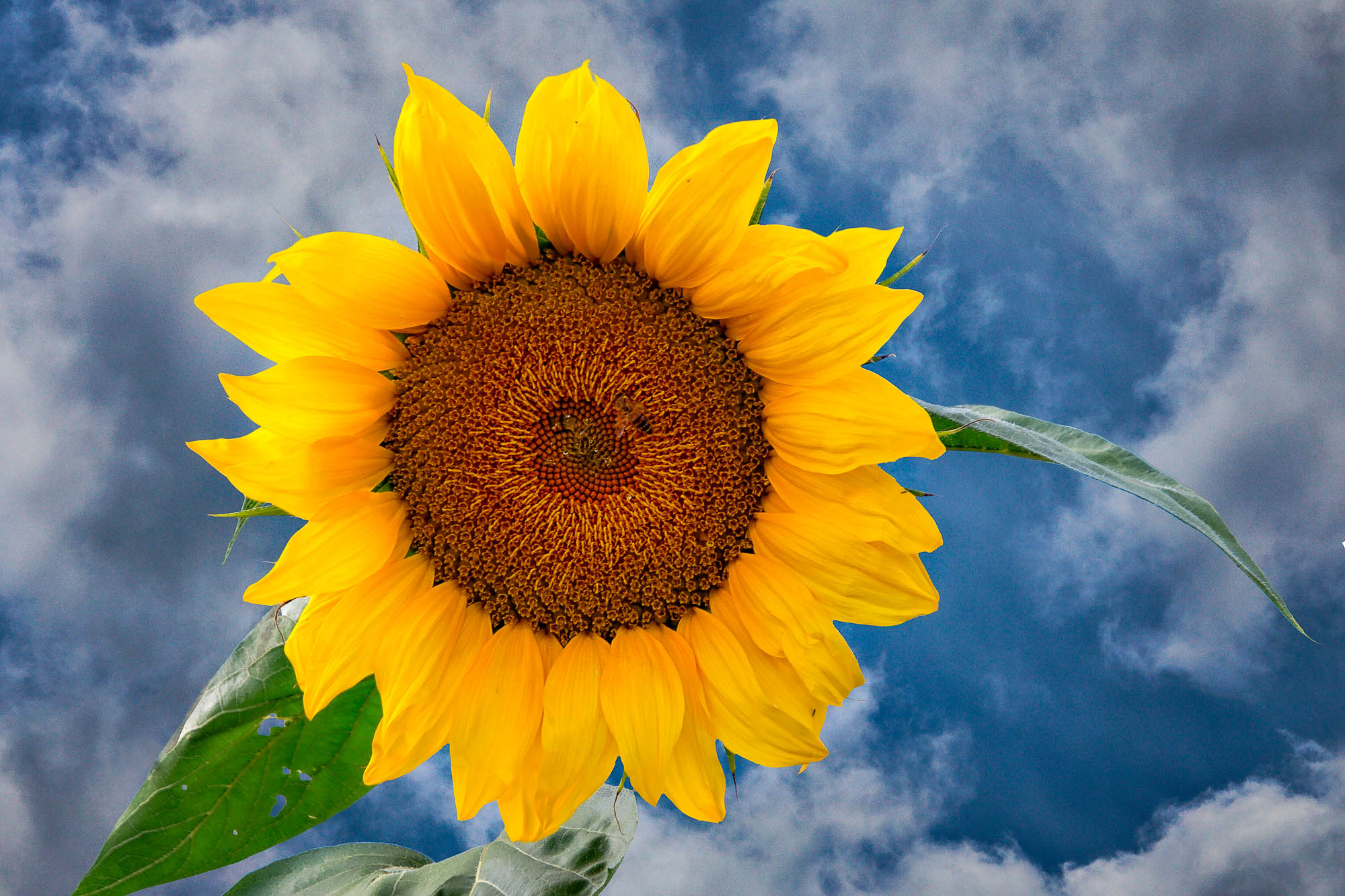 Deutschland - Schwarzwald / Germany - Black Forrest