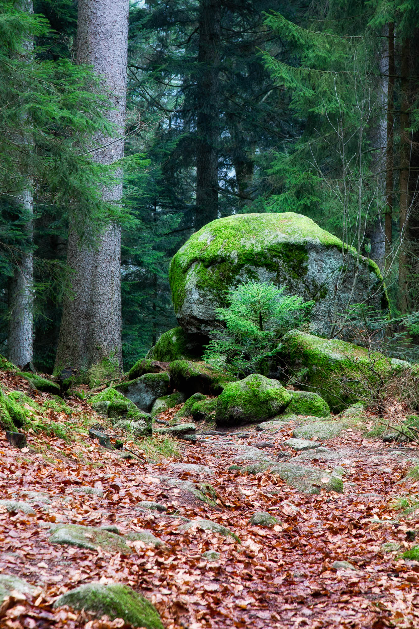 Deutschland - Schwarzwald / Germany - Black Forrest