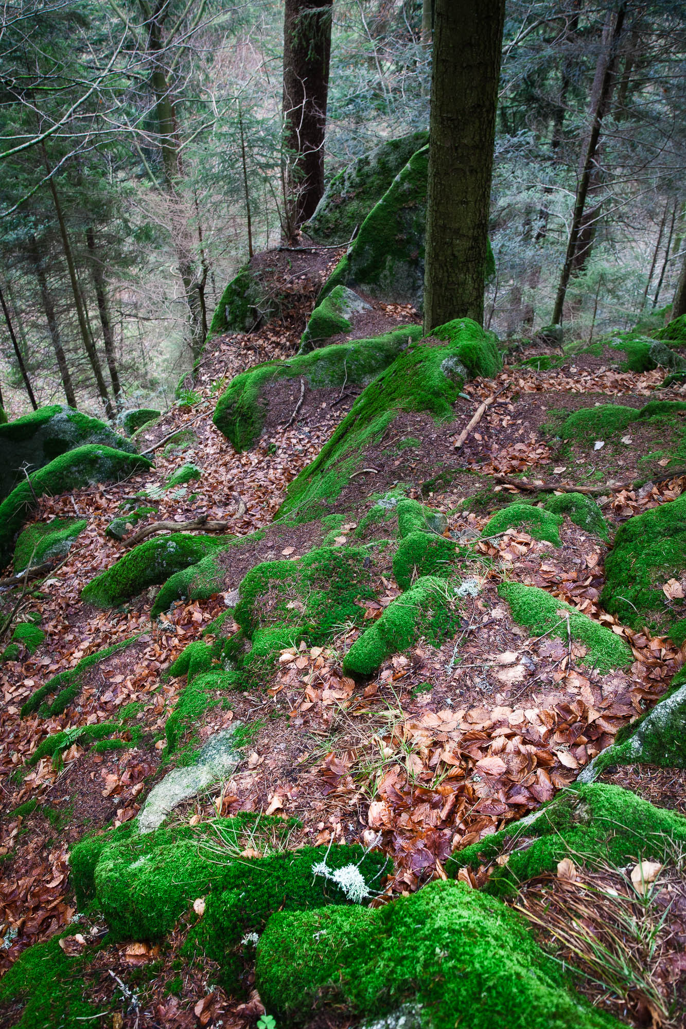 Deutschland - Schwarzwald / Germany - Black Forrest