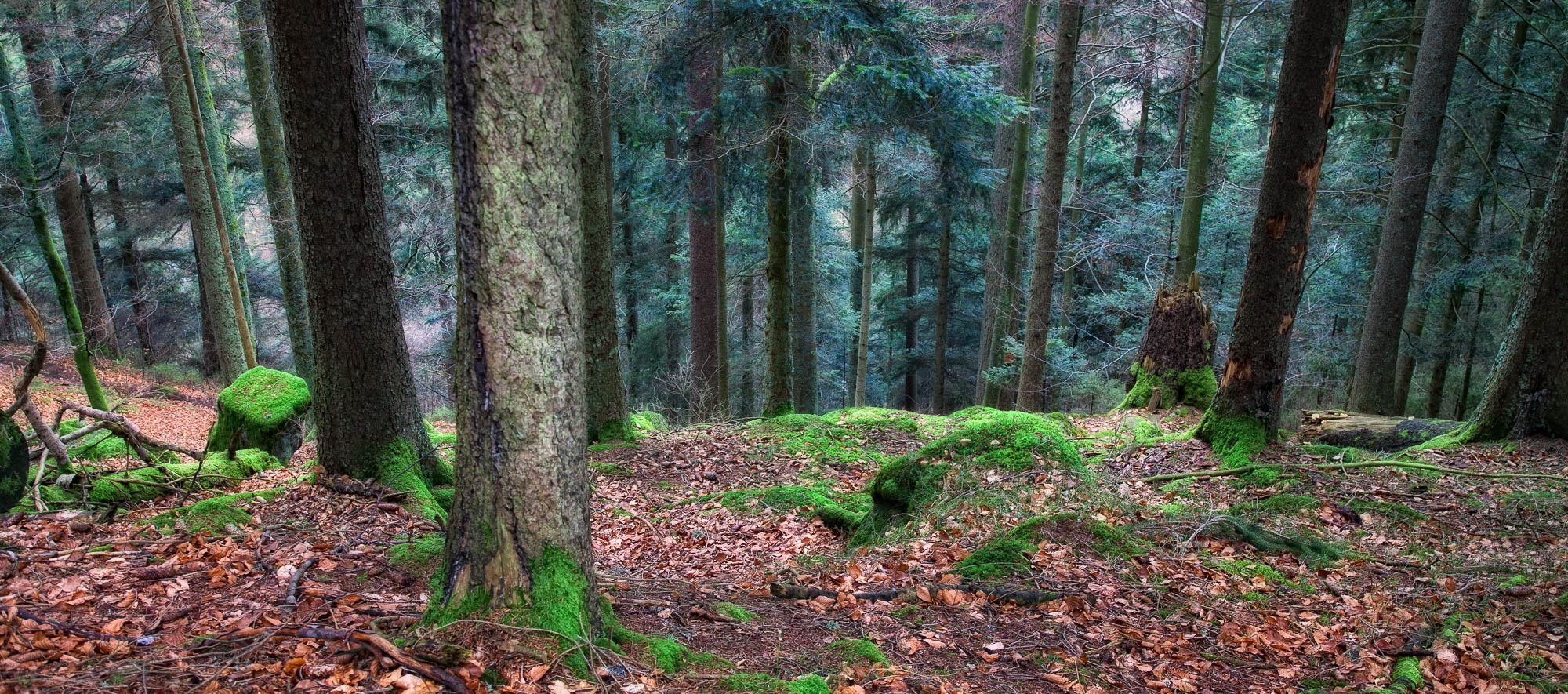 Deutschland - Schwarzwald / Germany - Black Forrest