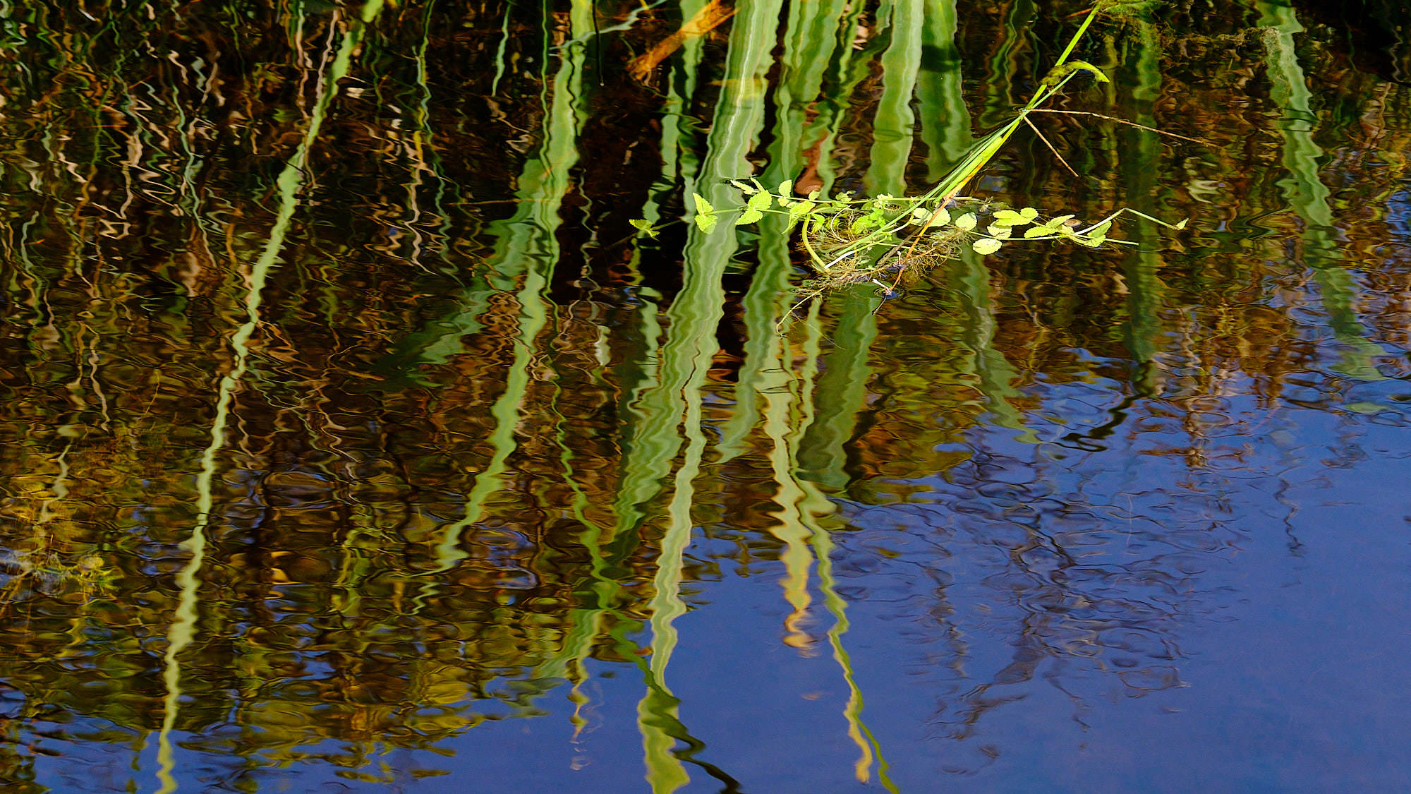 Niederlande - Texel / Netherlands - Texel