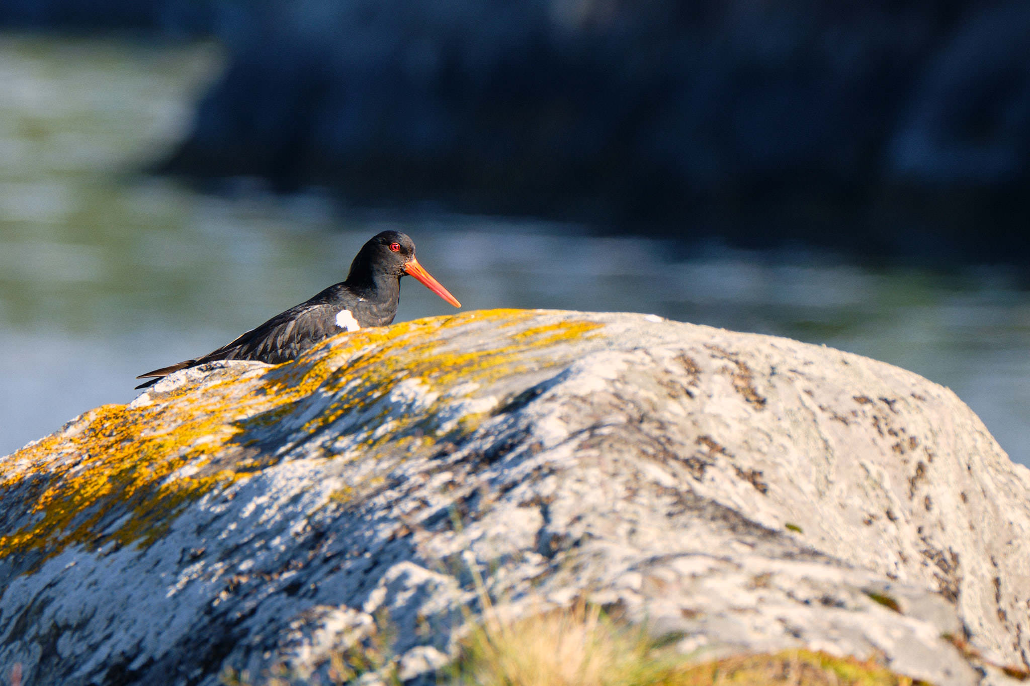 Austernfischer - Rombaksfjord - Norwegen - Norway