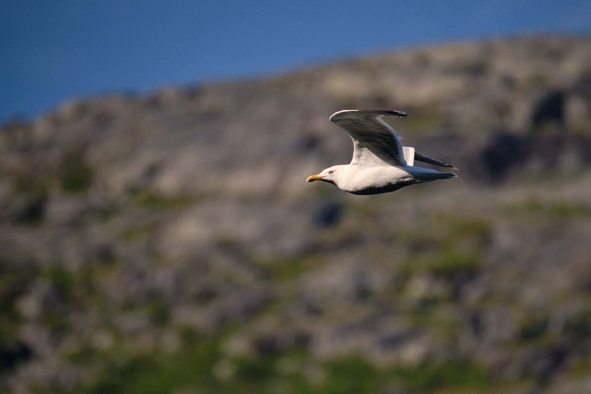 Möwe - Rombaksfjord - Norwegen - Norway