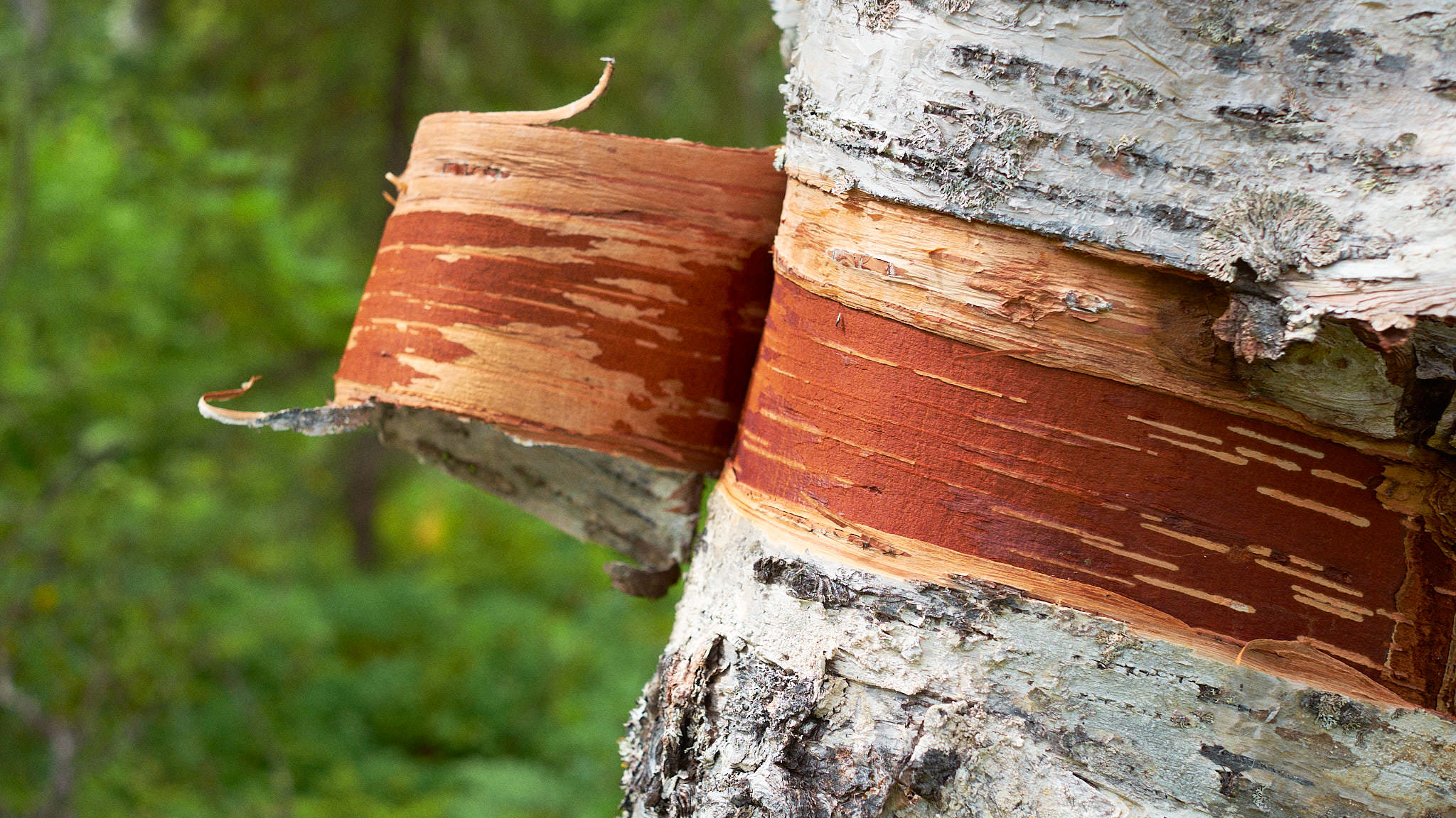 EIne sich häutende Birke - Bjurälvsgrottan - Schweden - Sweden