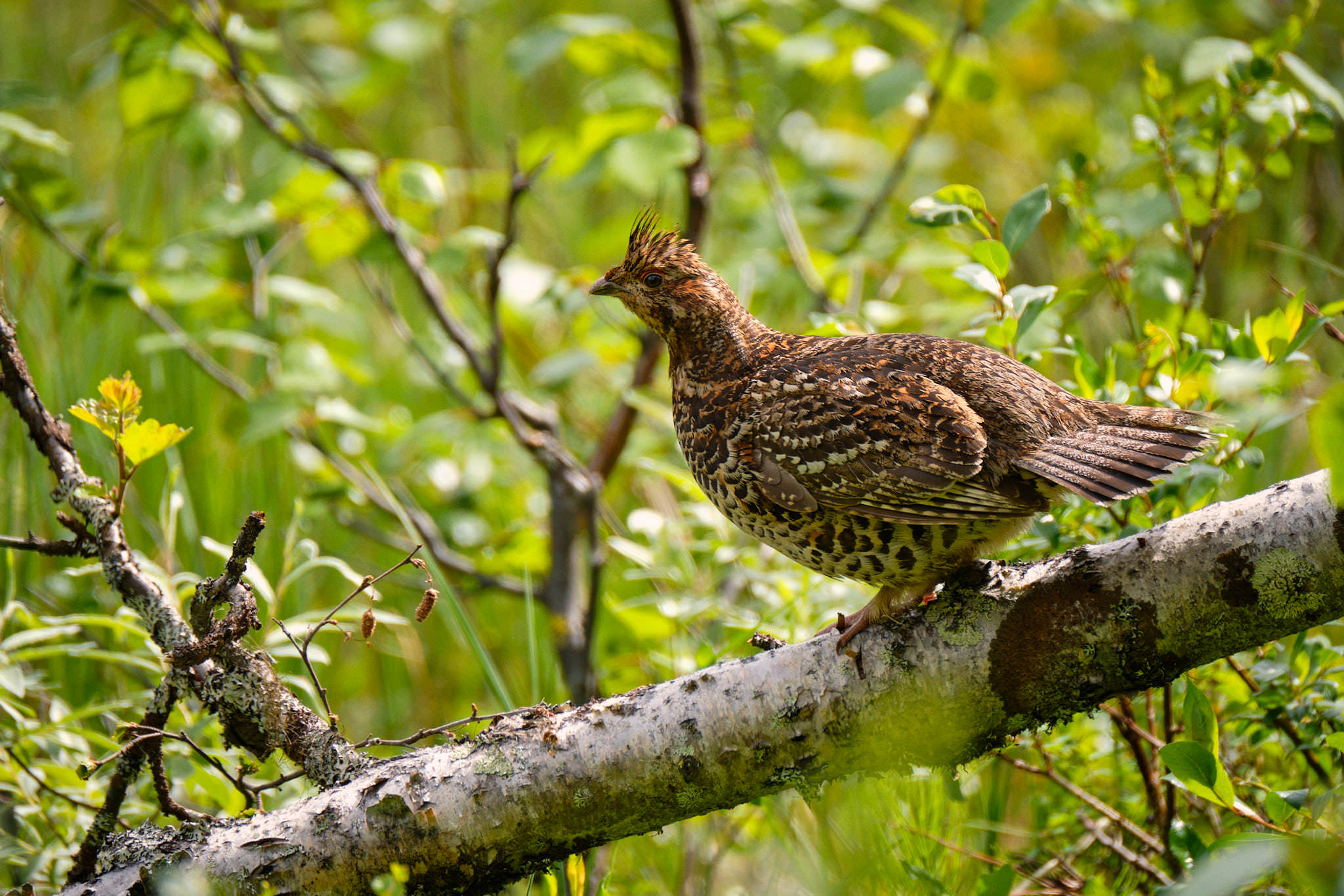 Auerhuhn - Muddus Nationalpark - Schweden - Sweden