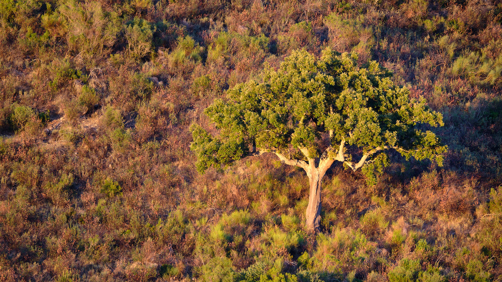 Extremadura