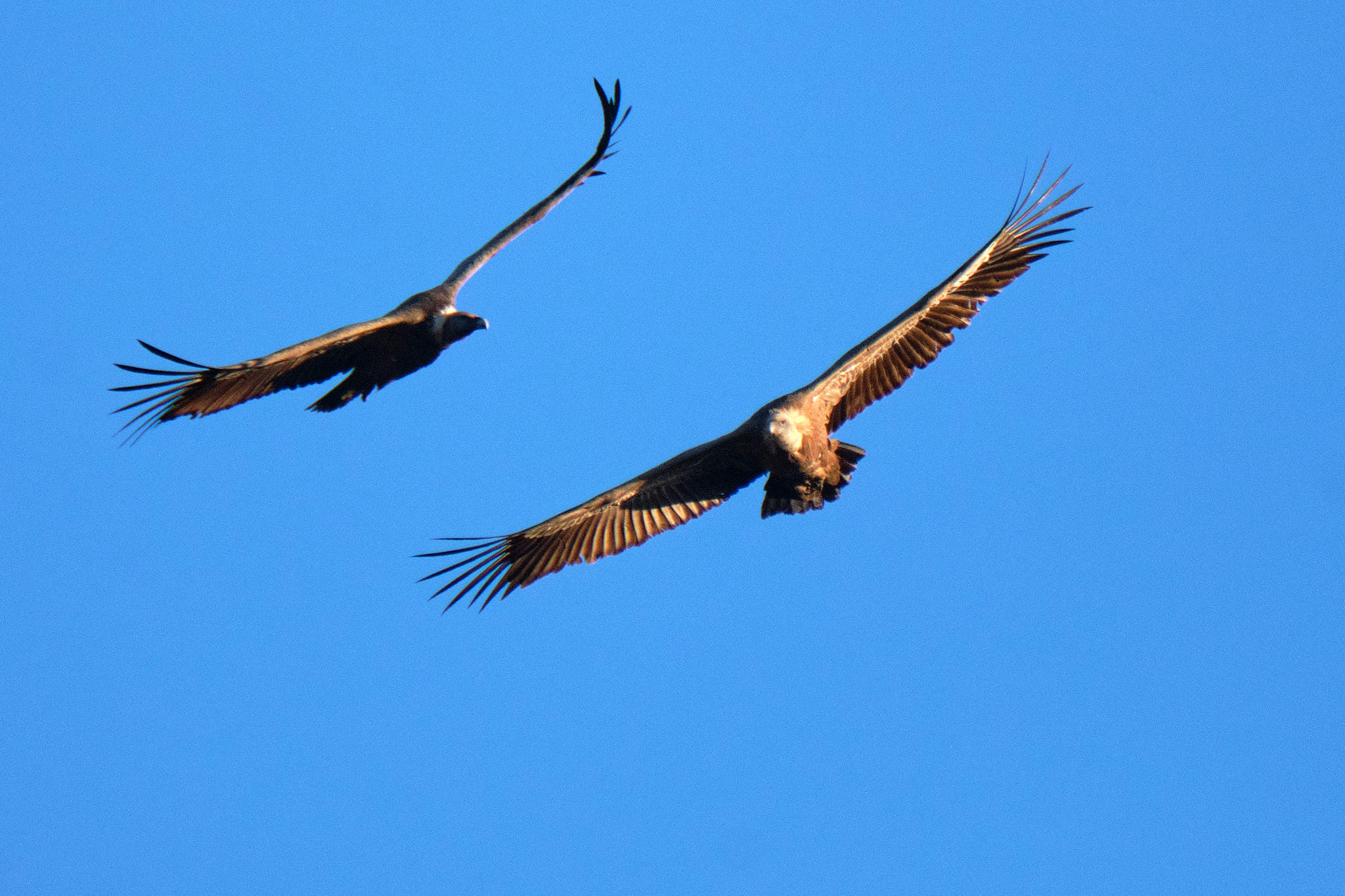 Extremadura