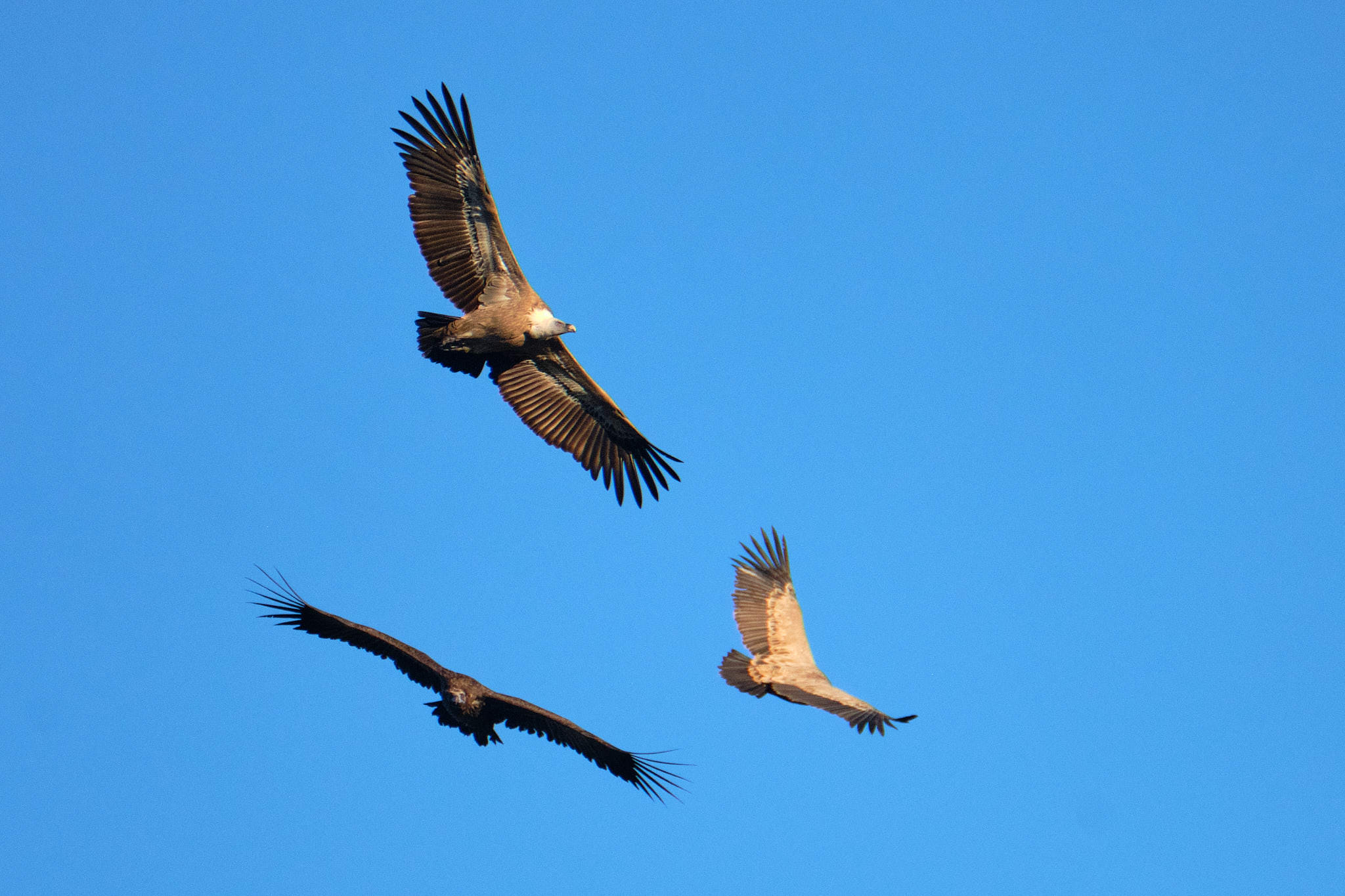 Extremadura