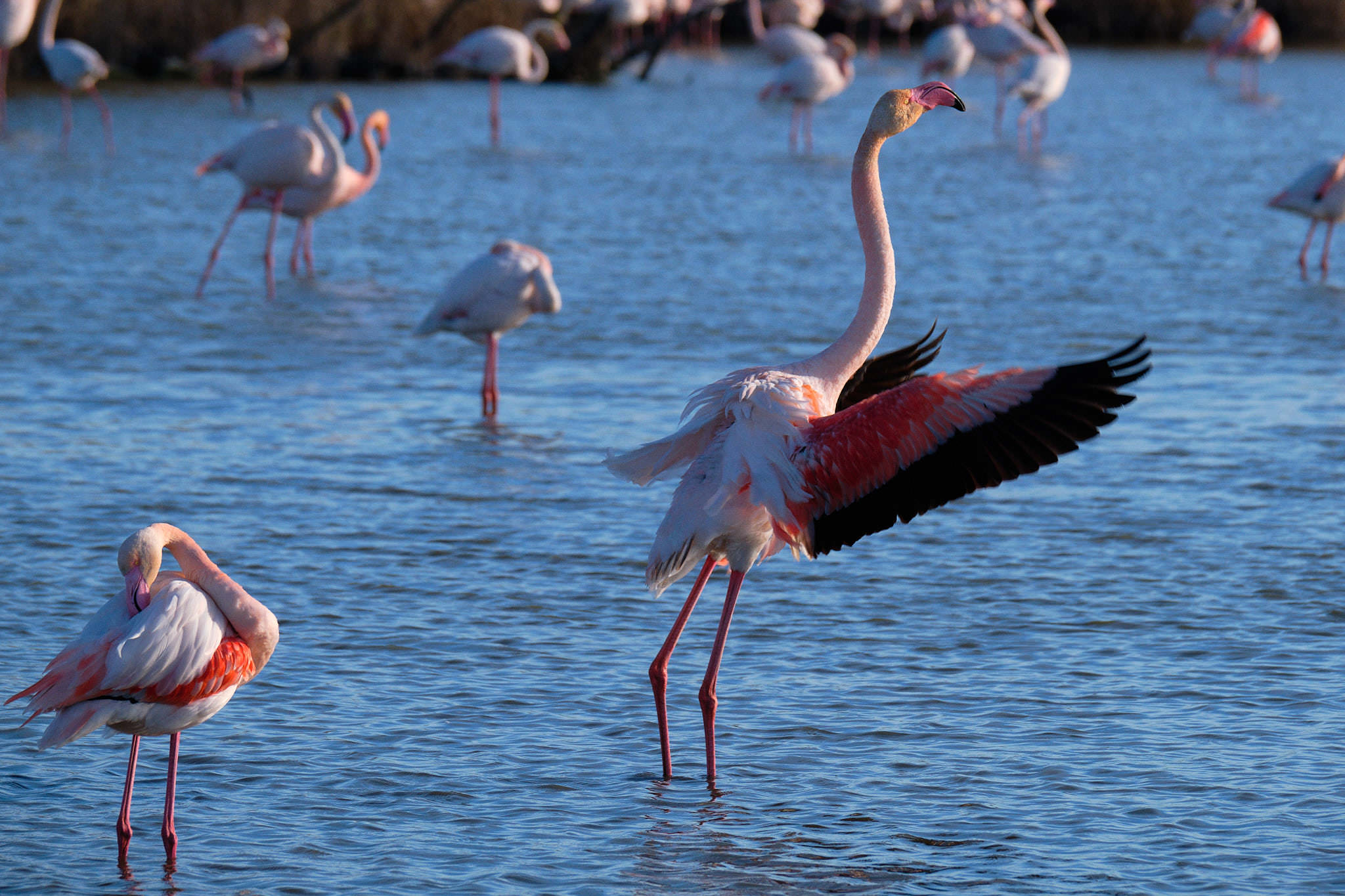 Flamingo - Pont de Gau - Camargue