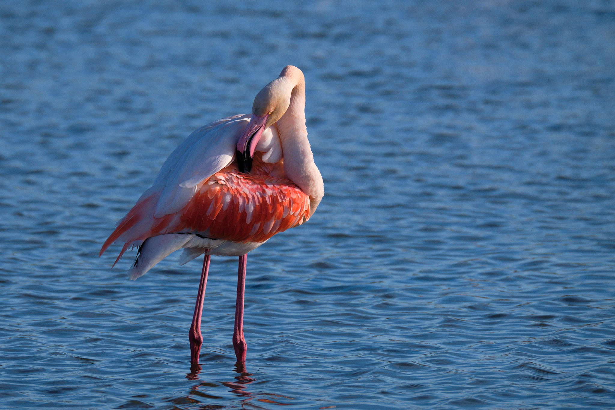 Flamingo - Pont de Gau - Camargue