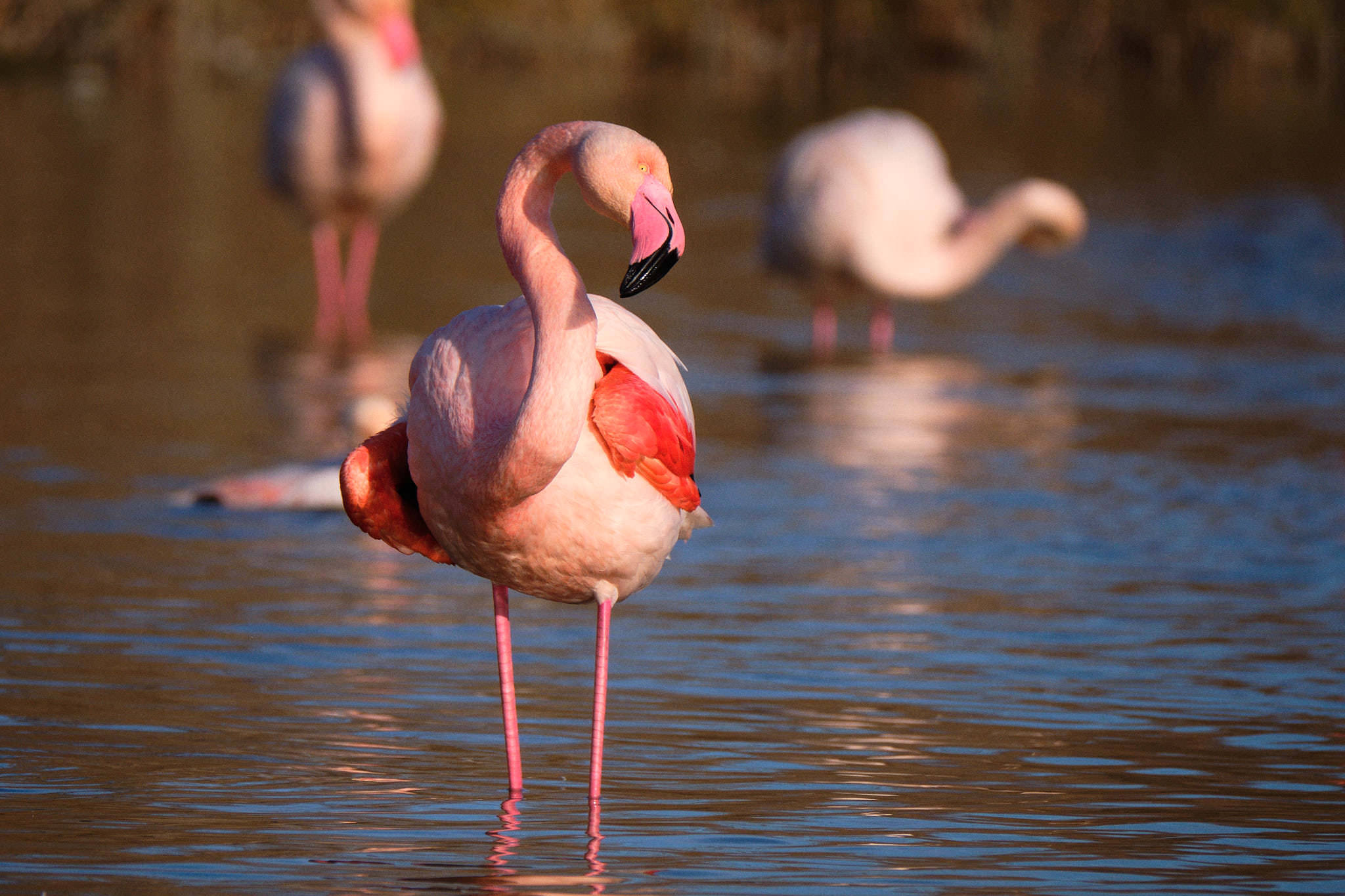 Flamingo - Pont de Gau - Camargue