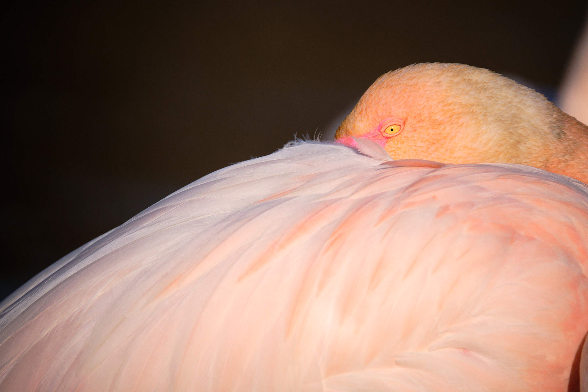 Flamingo - Pont de Gau - Camargue
