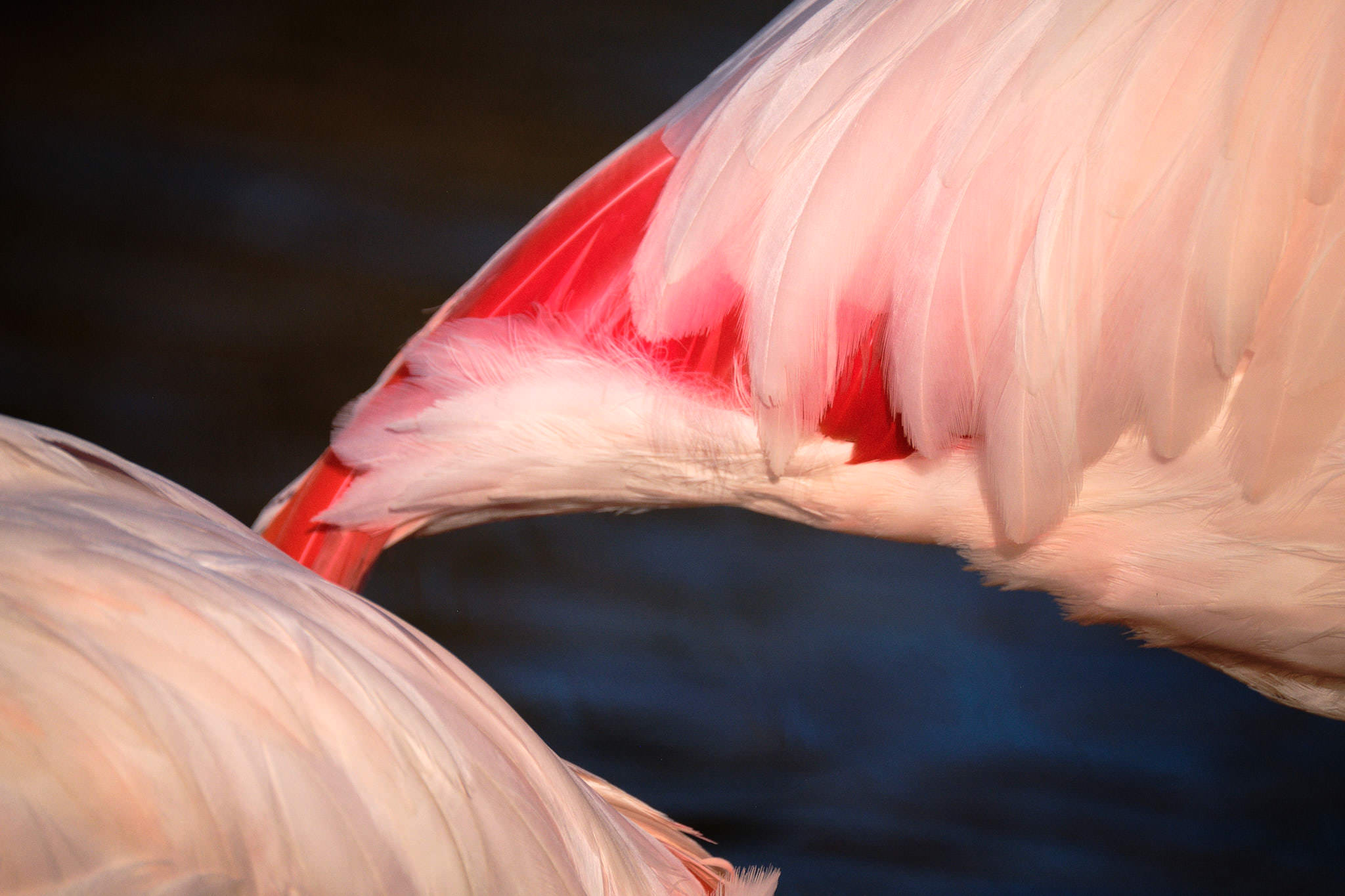Flamingo - Pont de Gau - Camargue