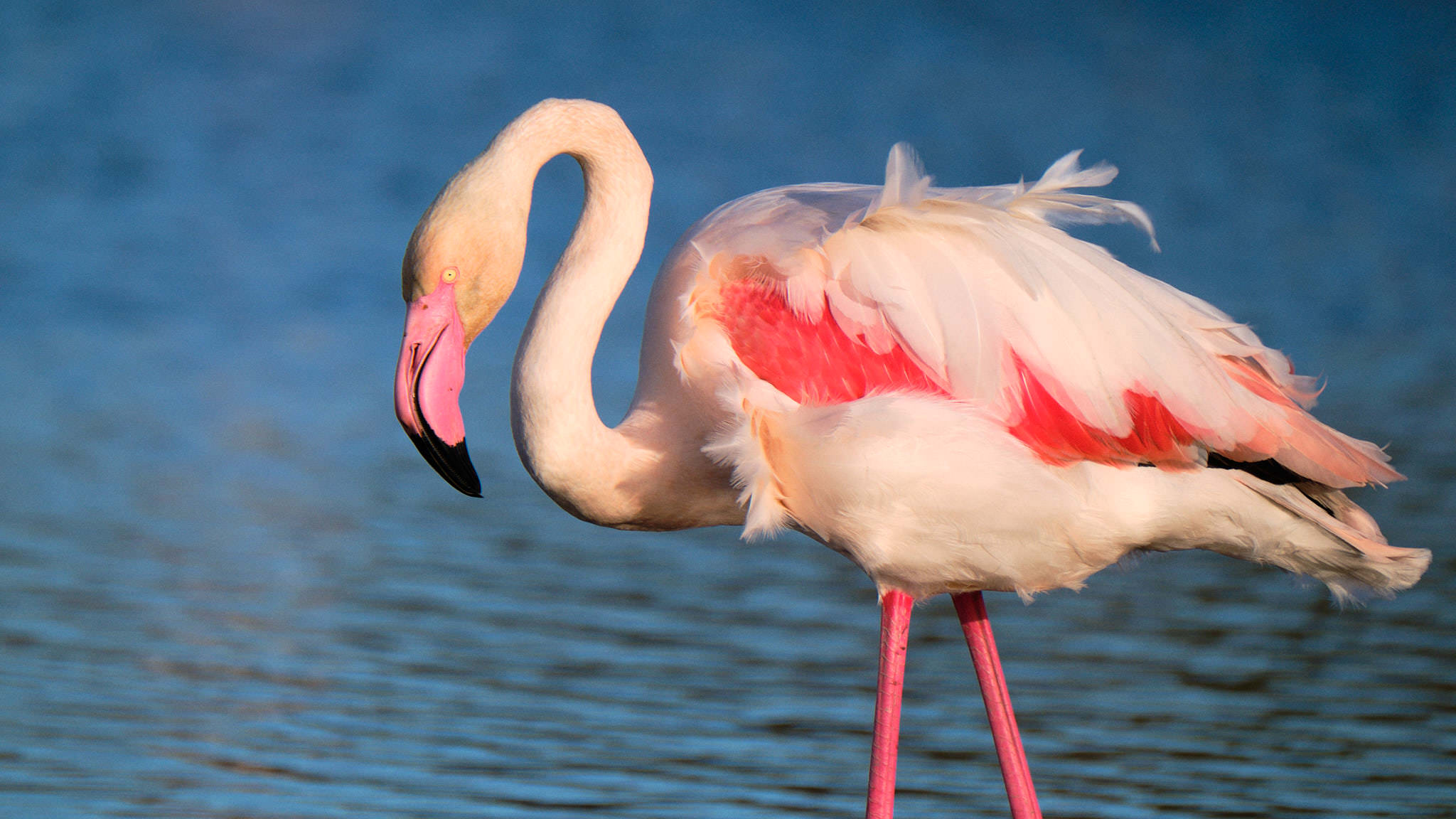 Flamingo - Pont de Gau - Camargue