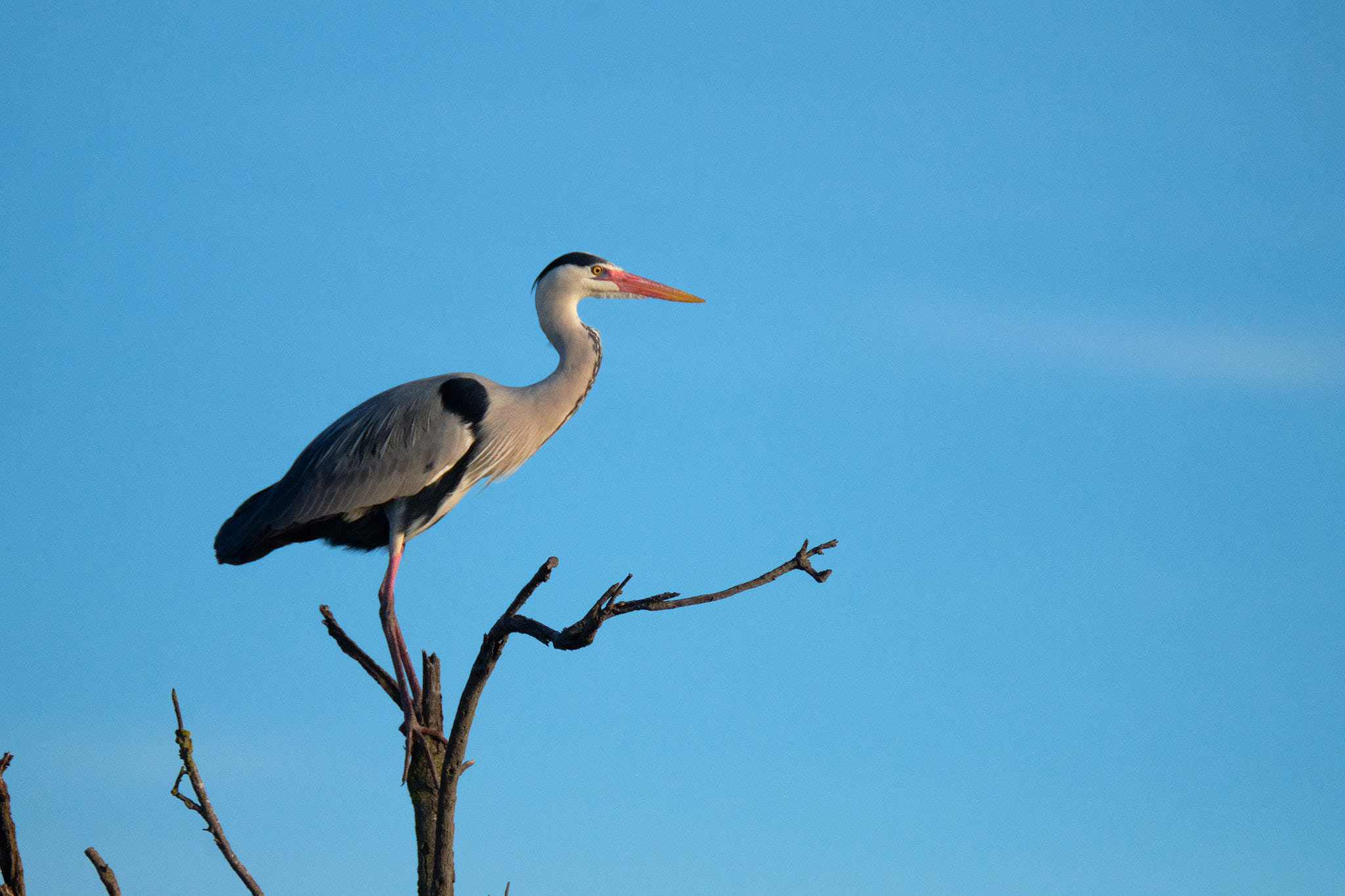 Graureiher - Pont de Gau - Camargue