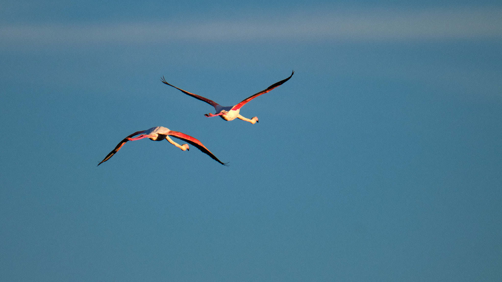 Flamingo - Pont de Gau - Camargue