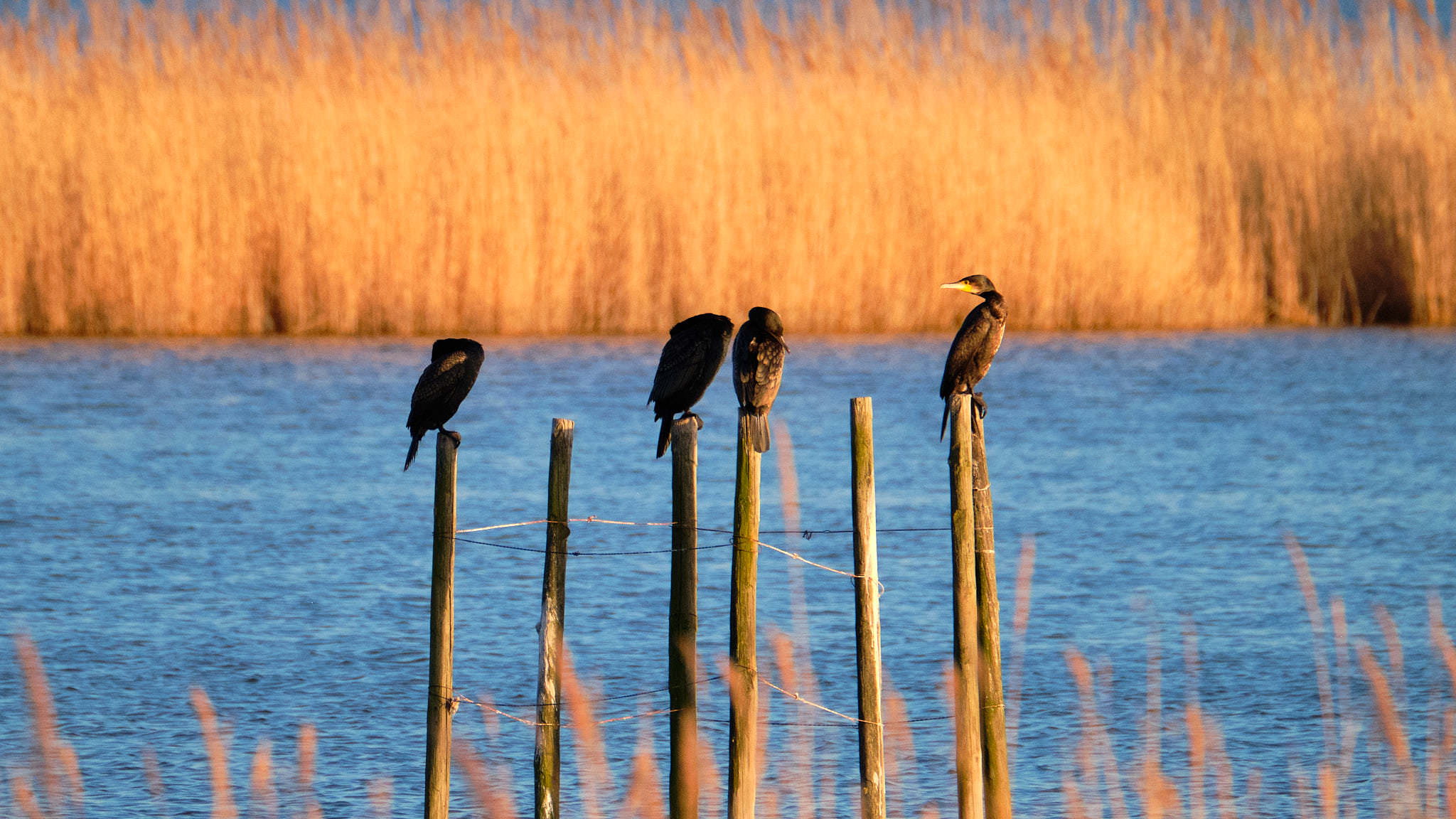 Kormoran - Pont de Gau - Camargue