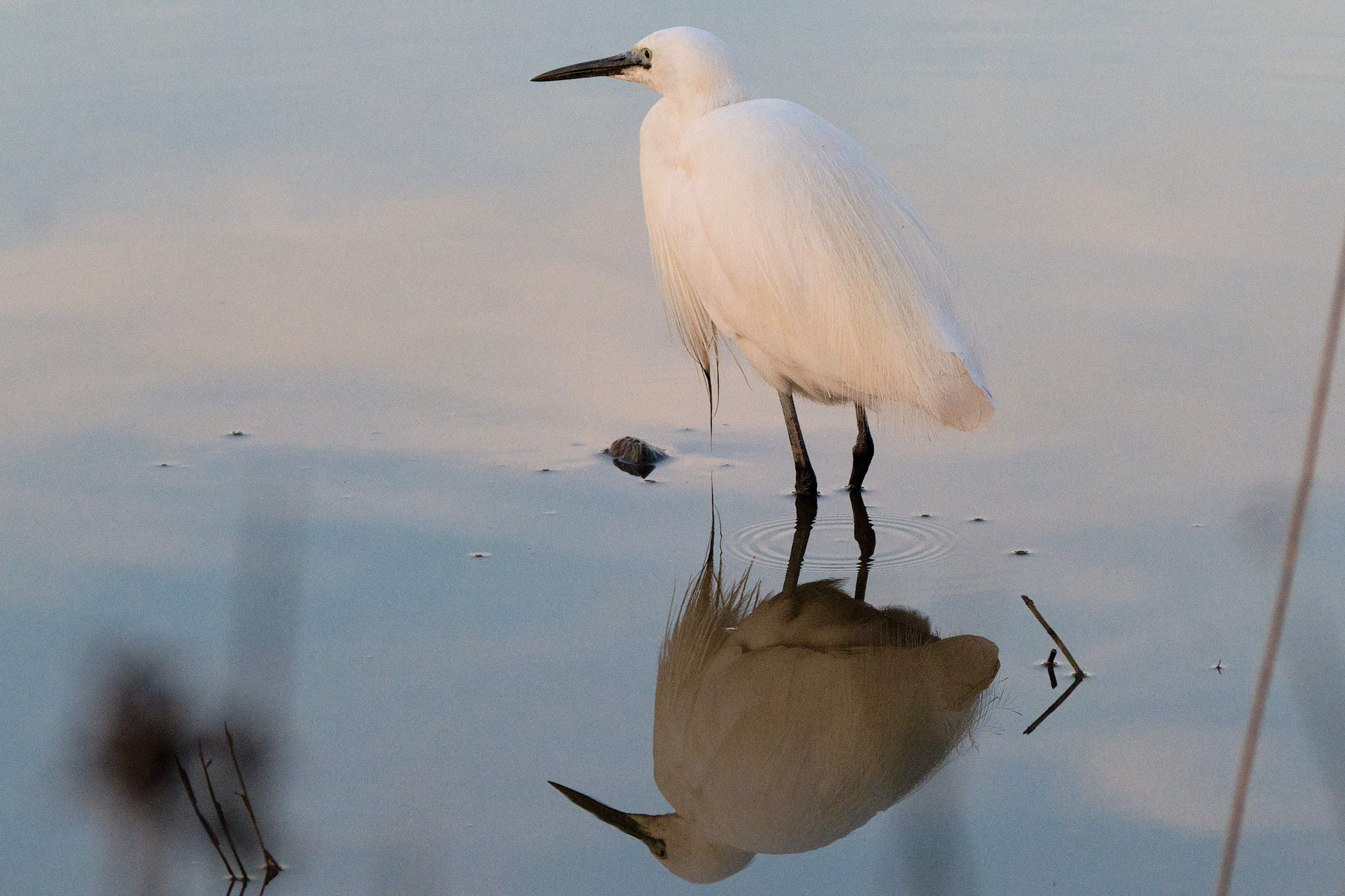 Seidenreiher - Pont de Gau - Camargue