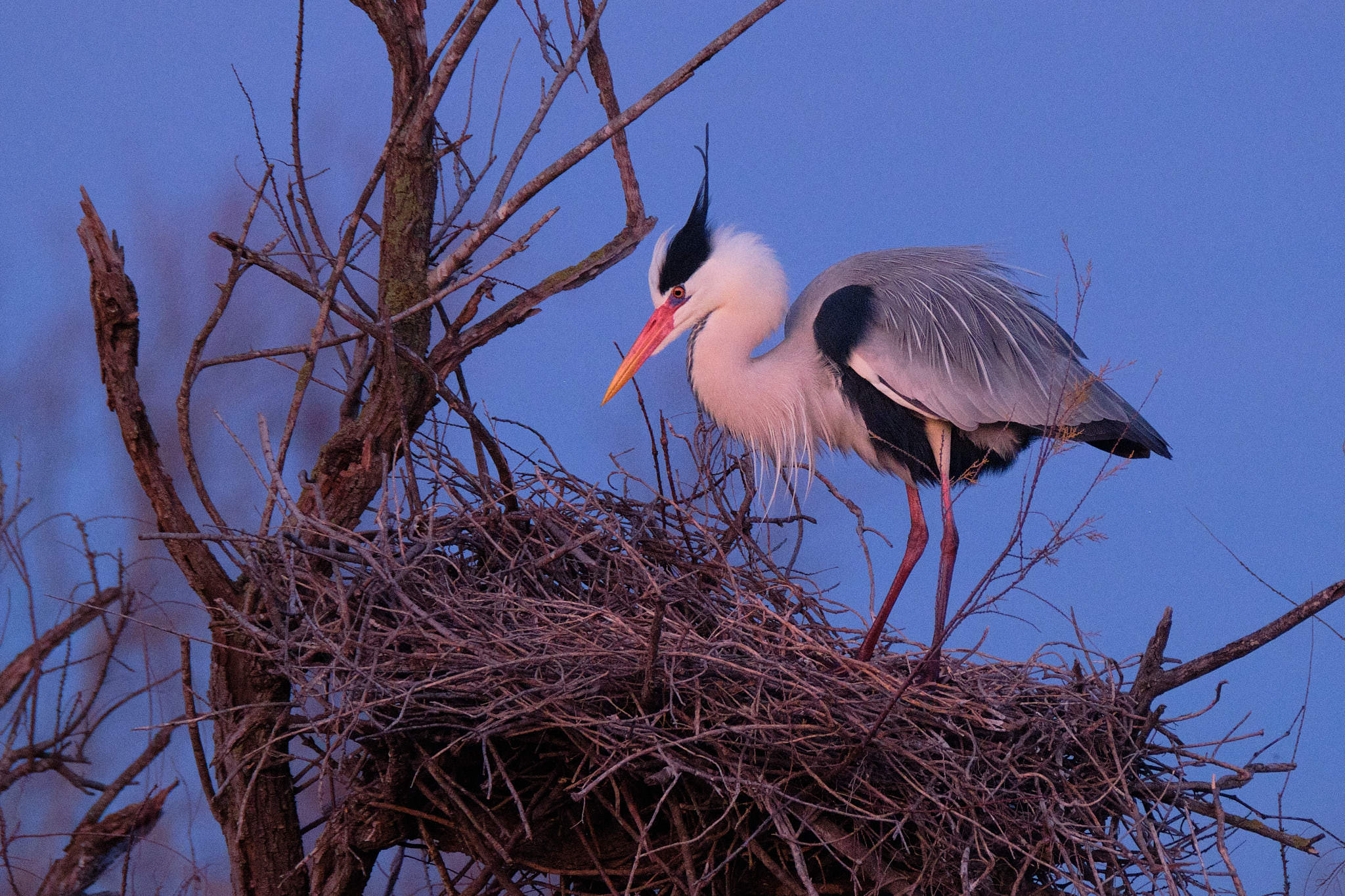 Graureiher - Pont de Gau - Camargue
