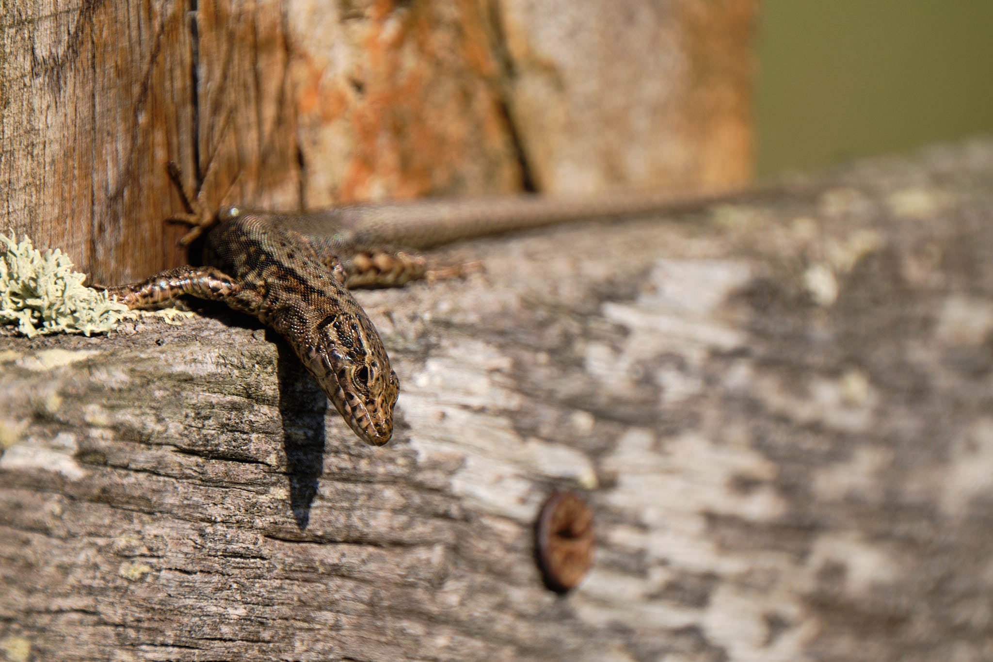 Charente Maritim 0553 XH12030