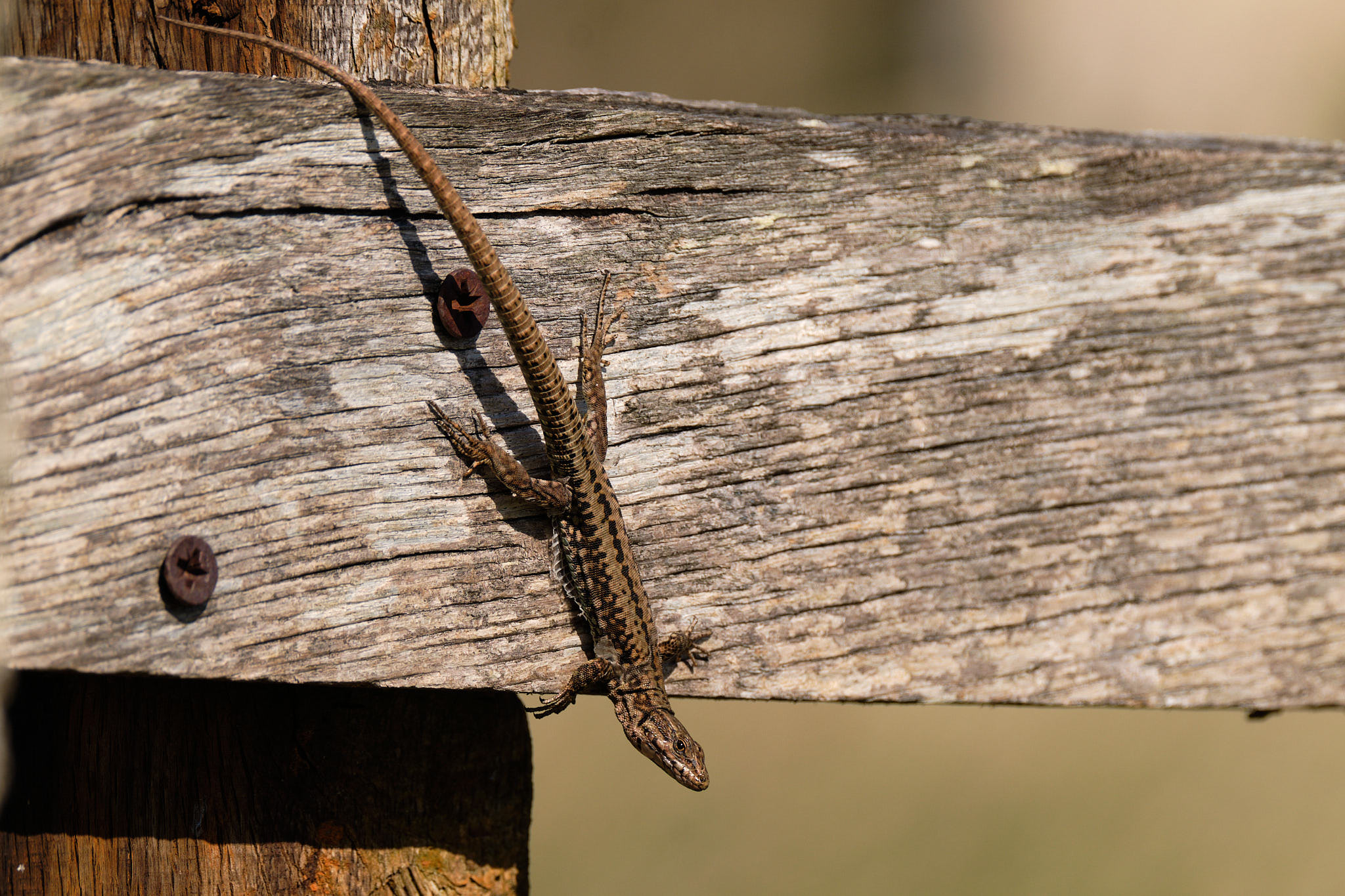 Charente Maritim 0562 XH12039