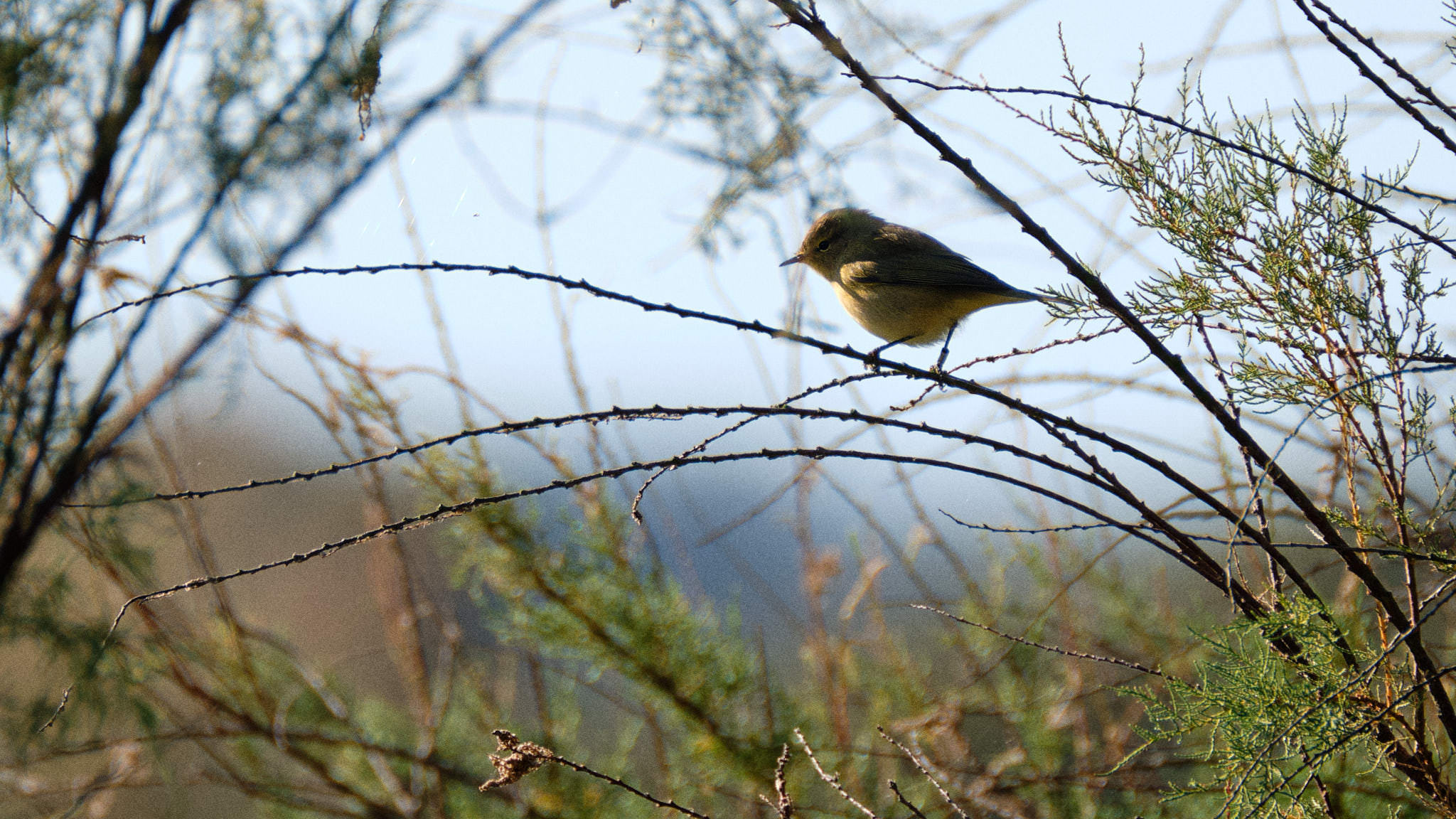 Charente Maritim 0662 XH12140