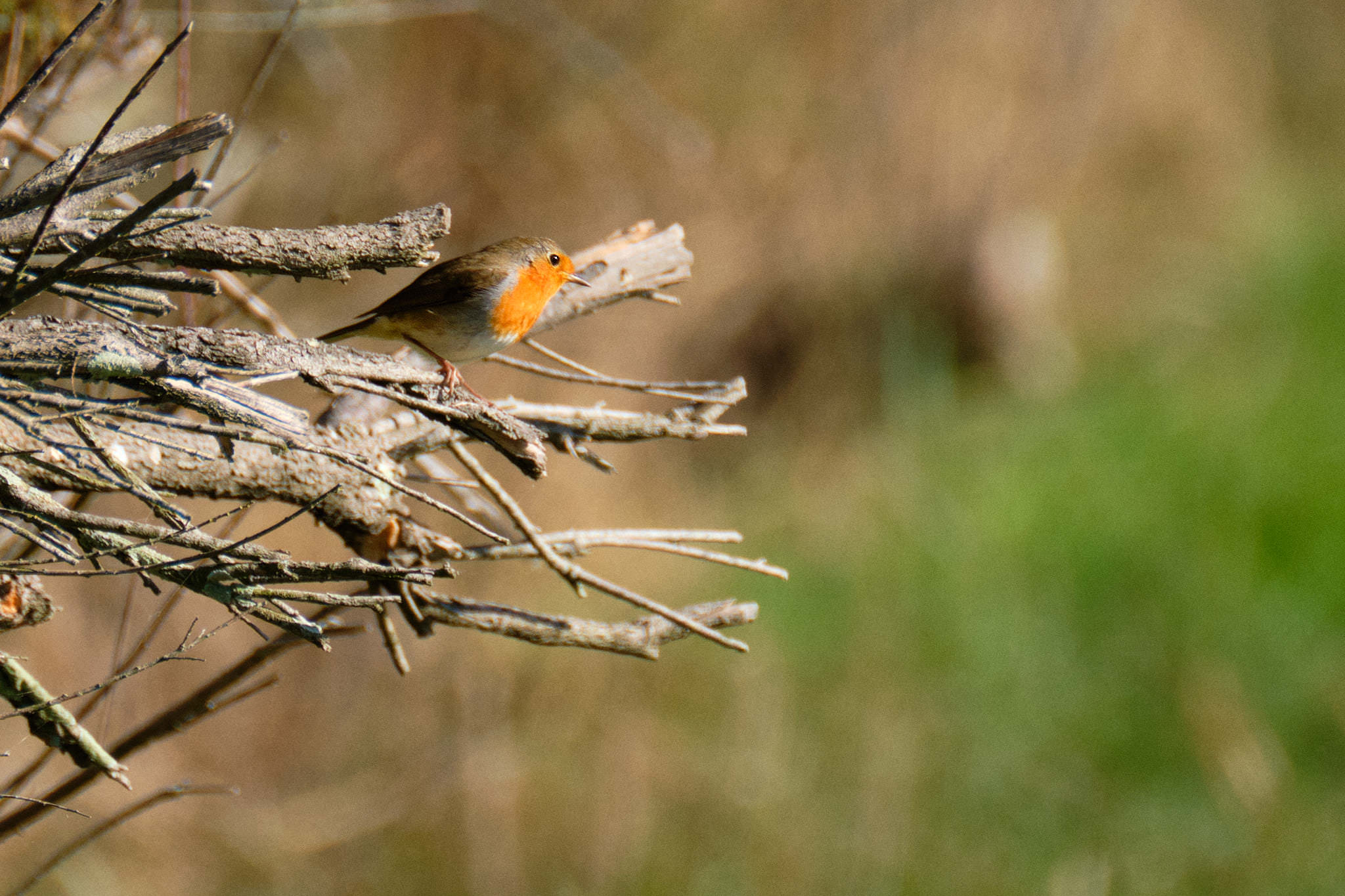 Charente Maritim 0690 XH12168