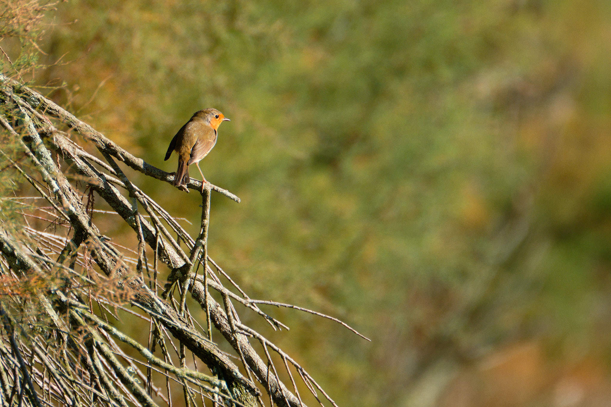 Charente Maritim 0707 XH12185