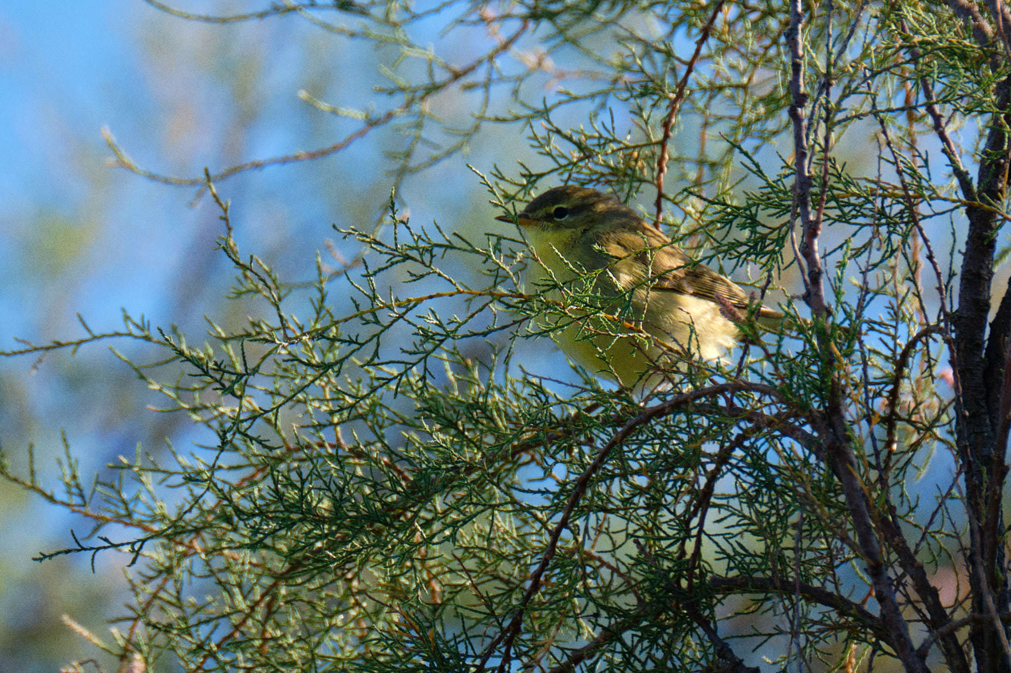 Charente Maritim 0721 XH12199