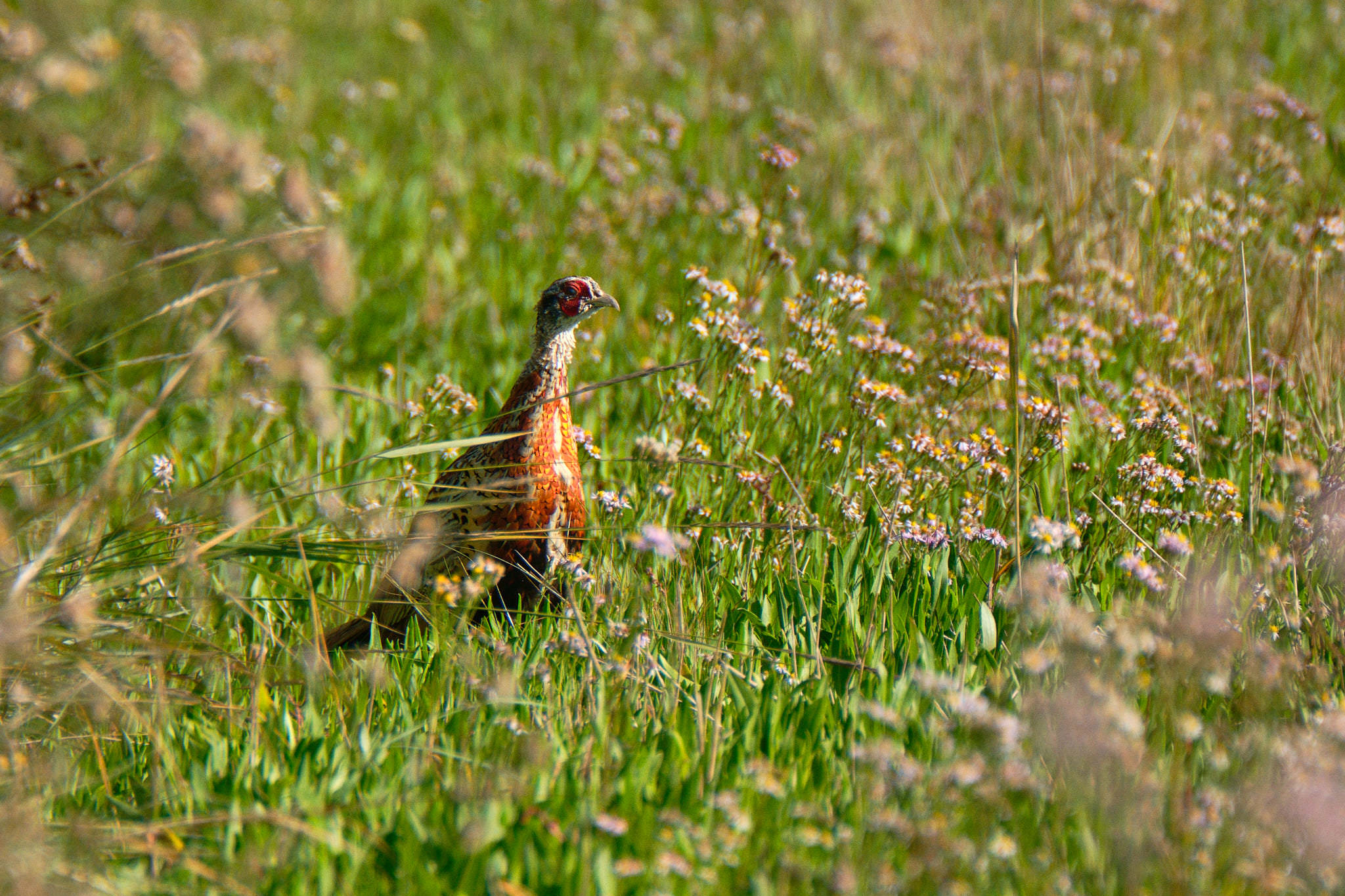 Charente Maritim 0726 XH12204