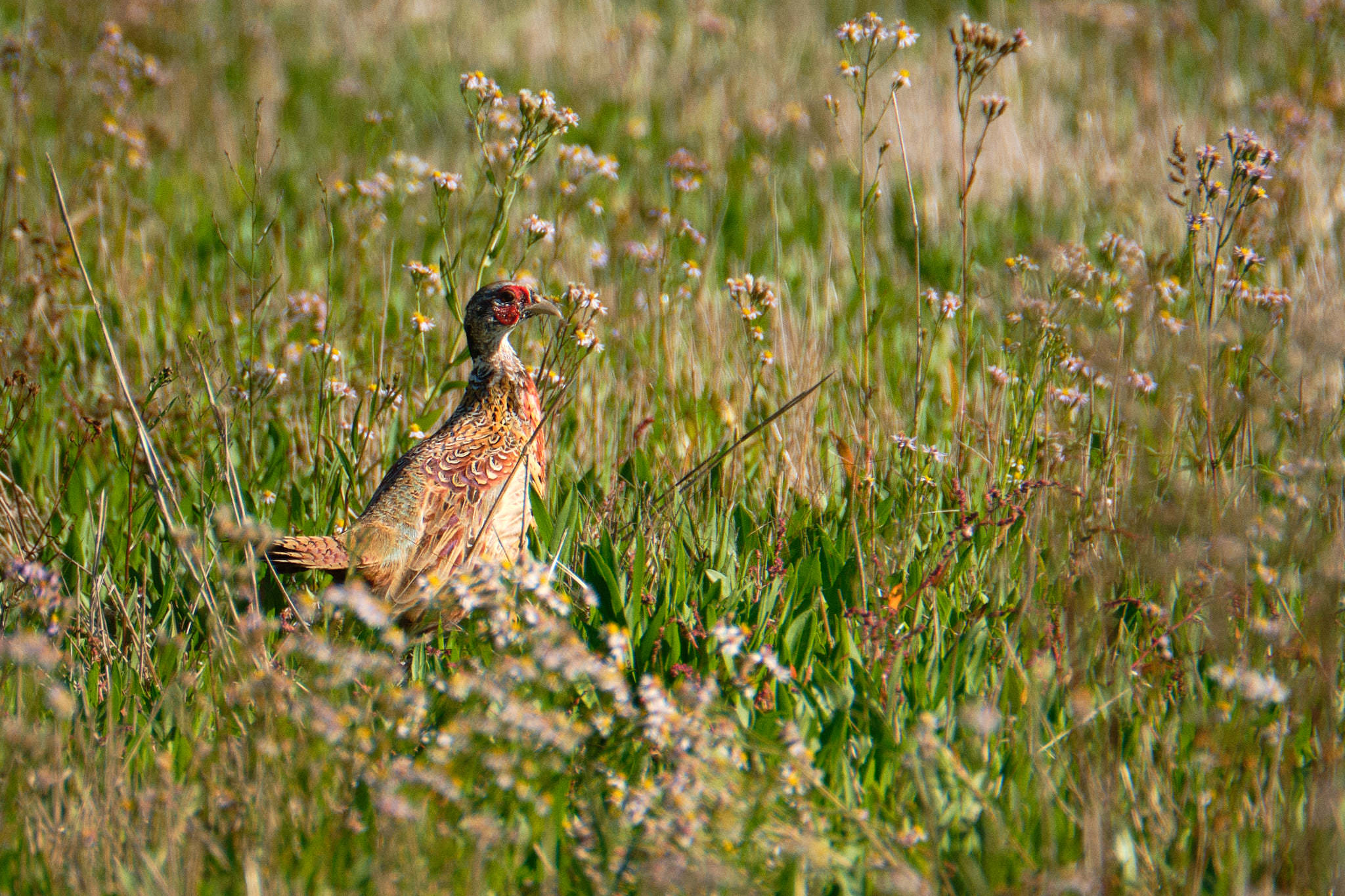 Charente Maritim 0731 XH12209