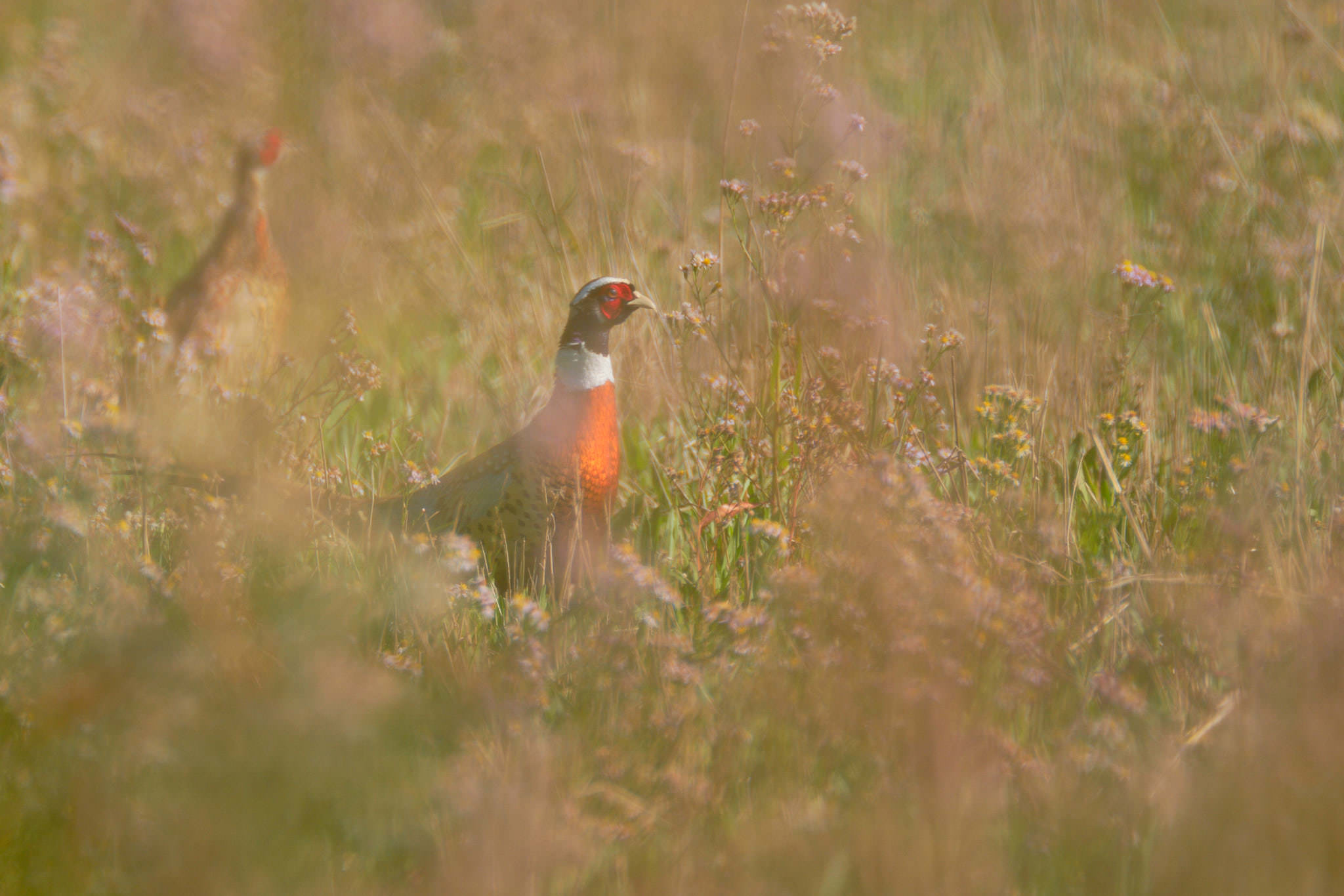 Charente Maritim 0742 XH12220