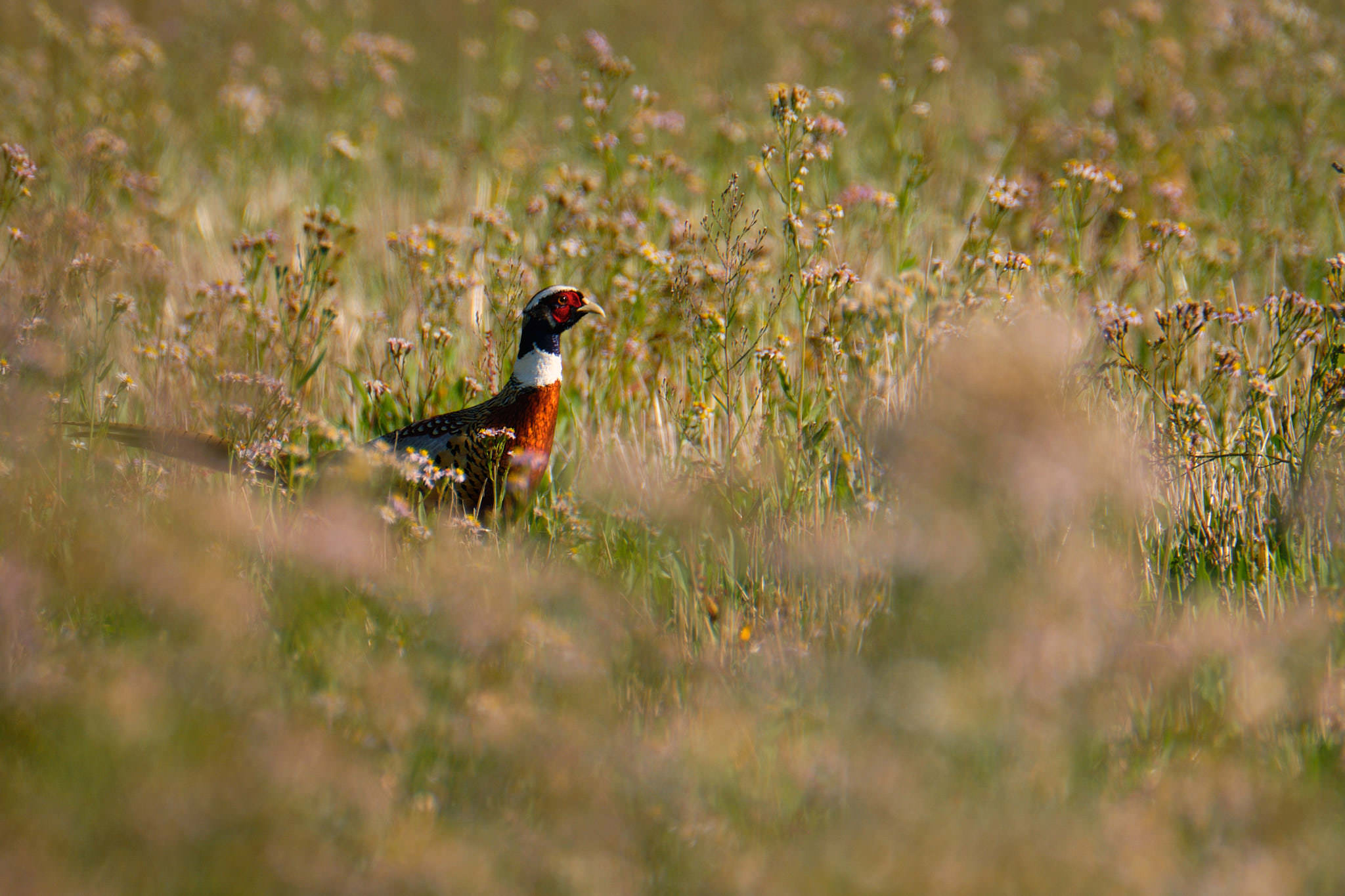 Charente Maritim 0746 XH12224