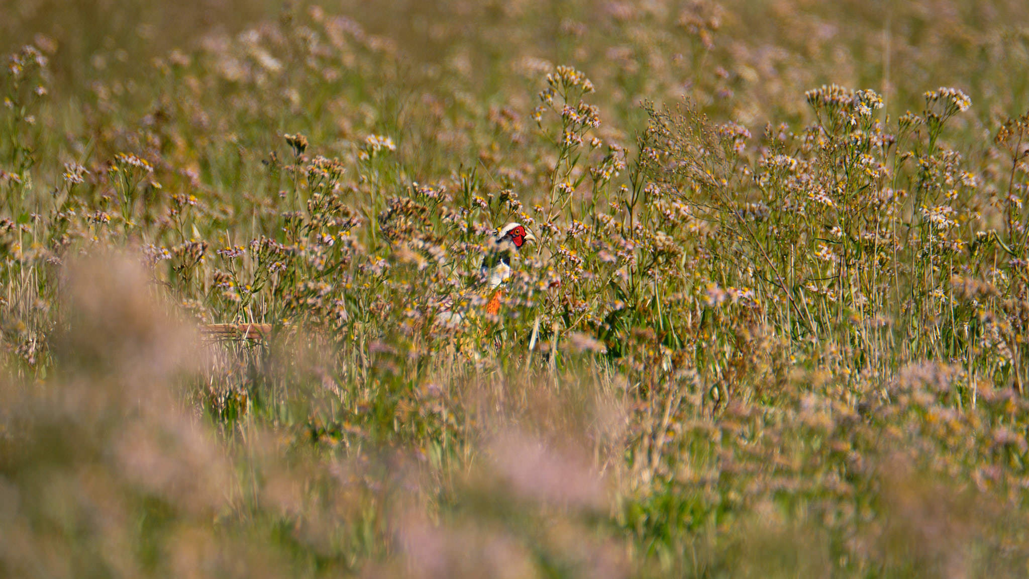 Charente Maritim 0755 XH12233