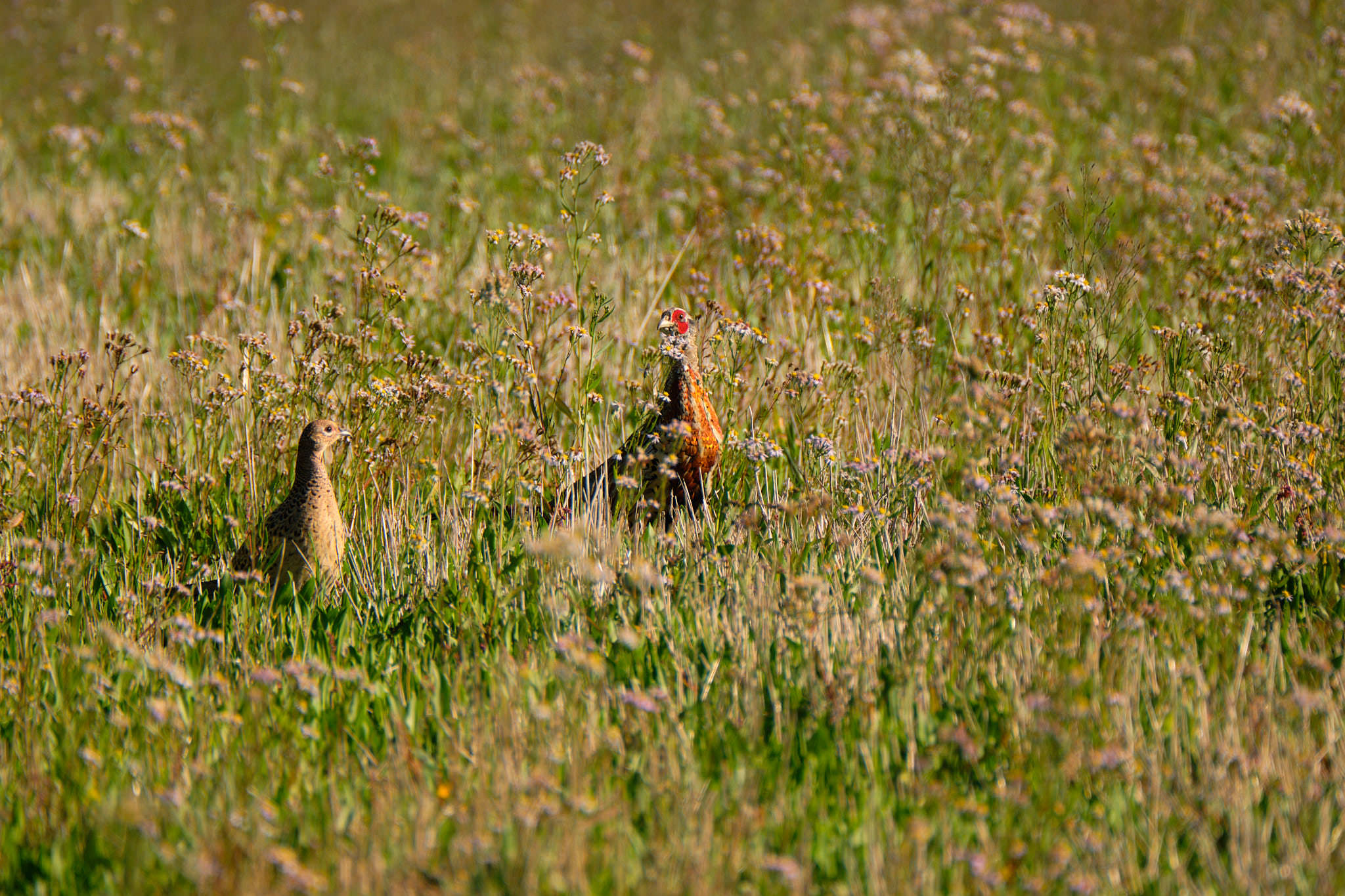 Charente Maritim 0792 XH12270