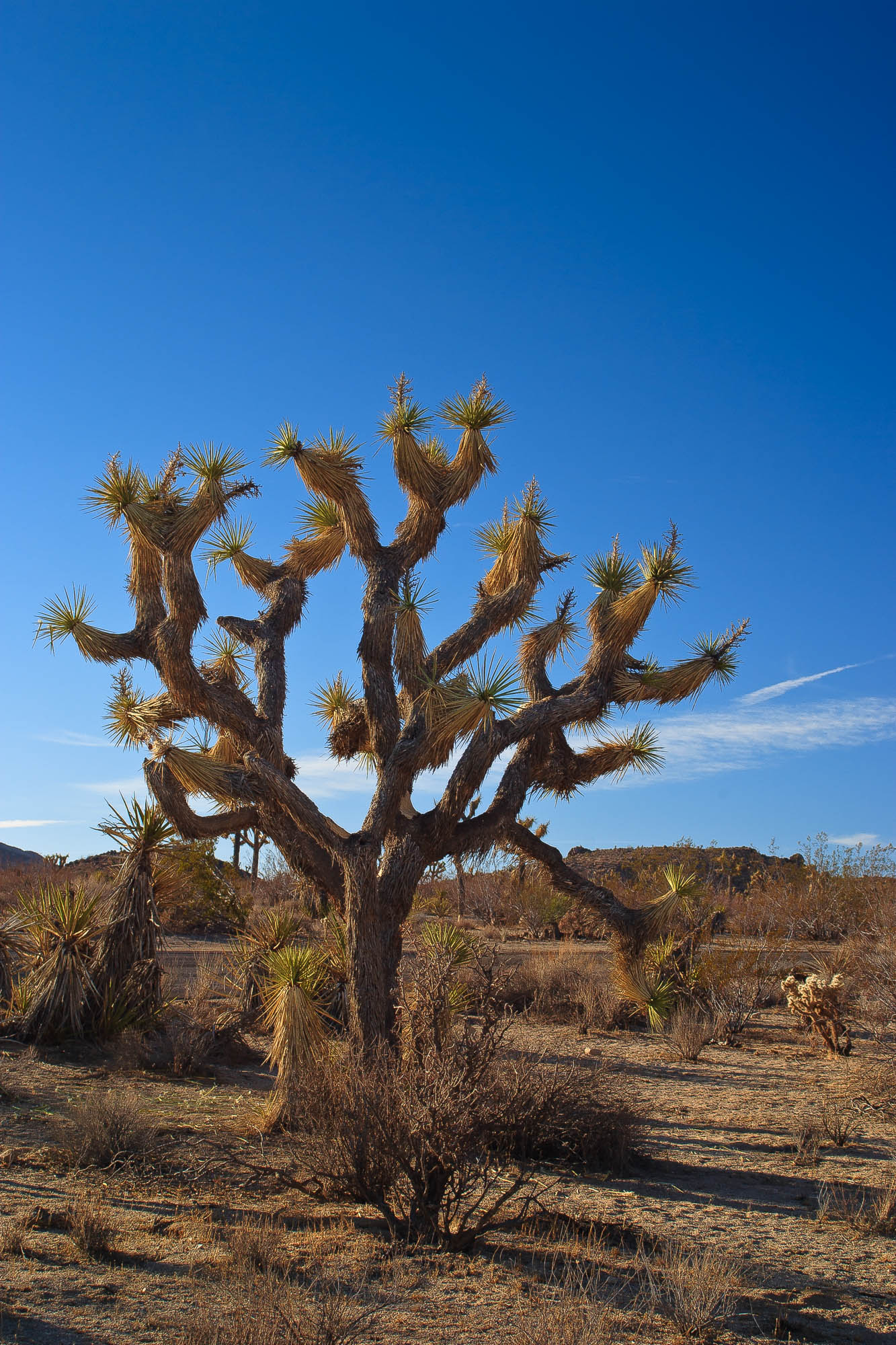 USA - Kalifornien / California