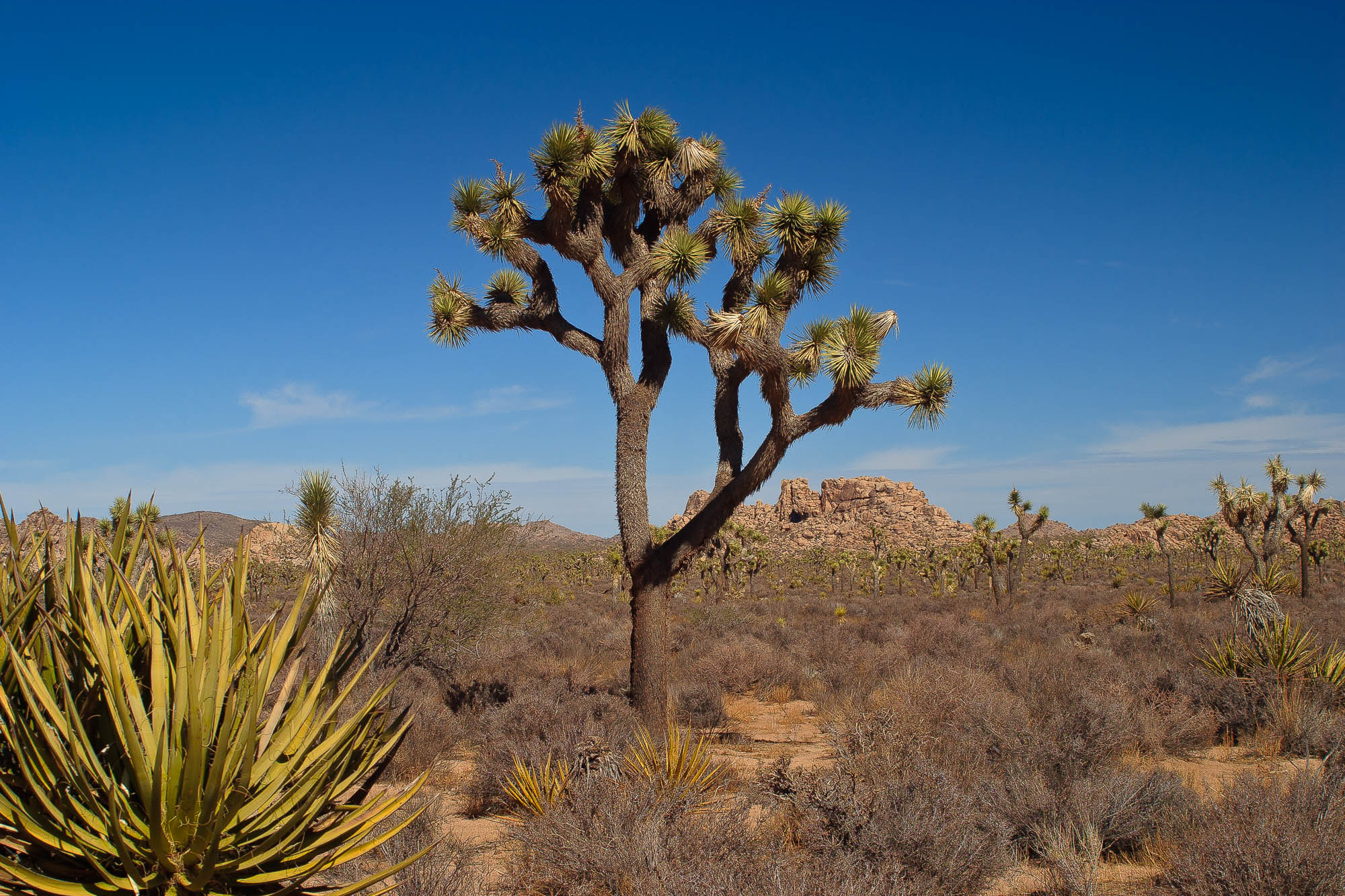 USA - Kalifornien / California