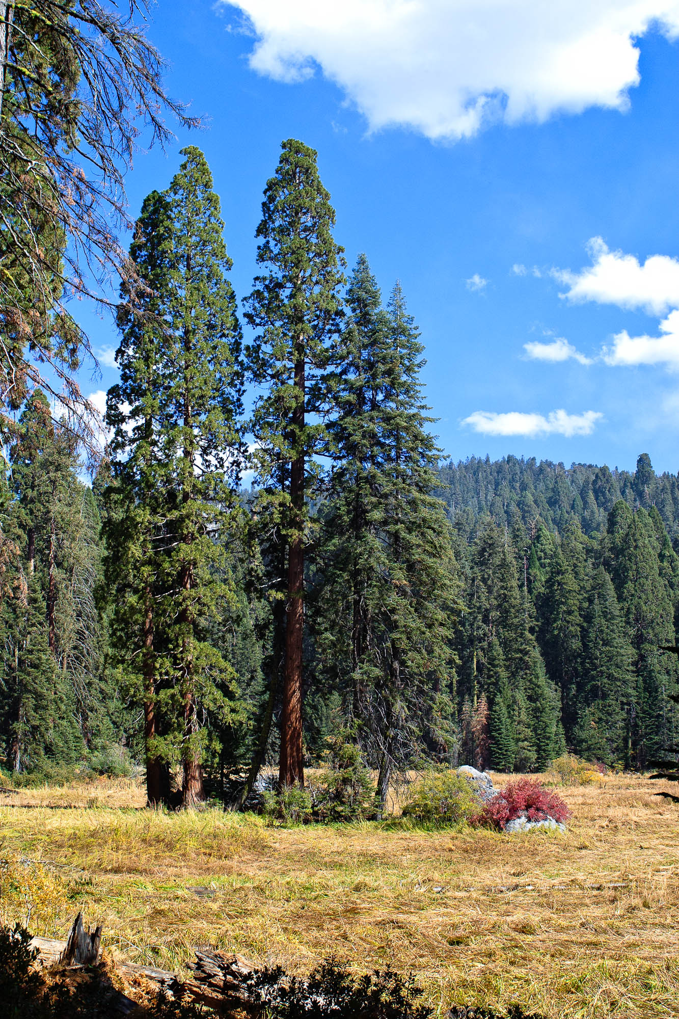 USA - Kalifornien / California