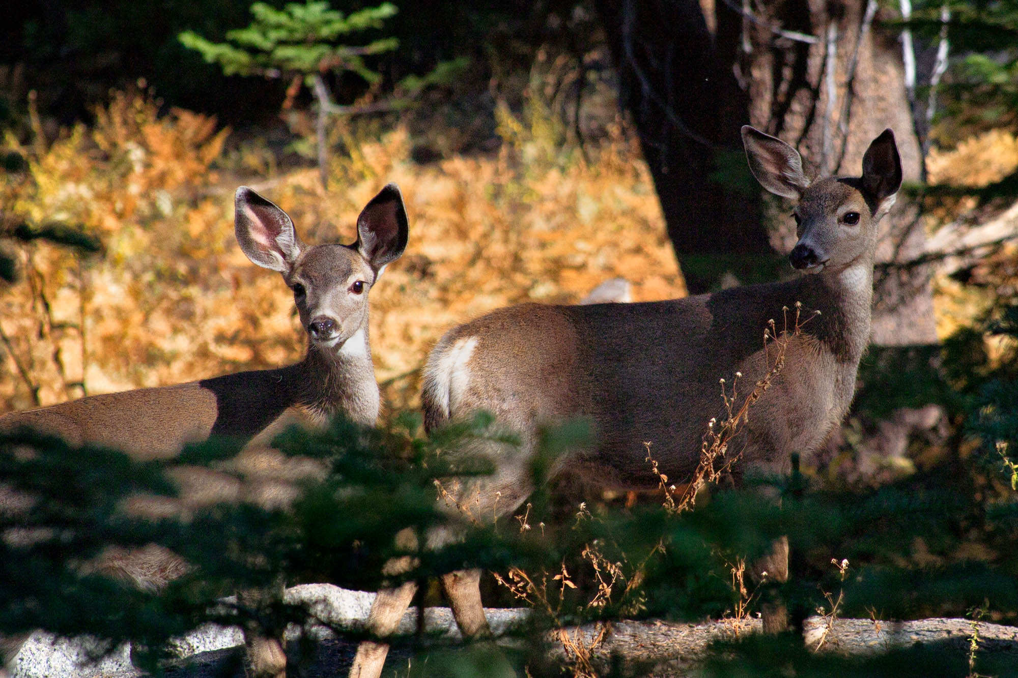 USA - Kalifornien / California