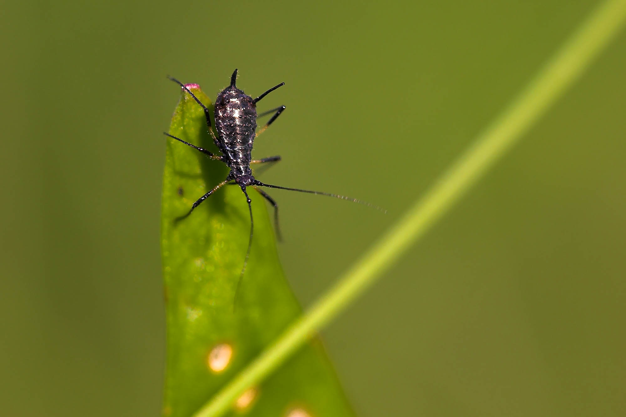 Kleines Insekt auf einem grünen Blatt